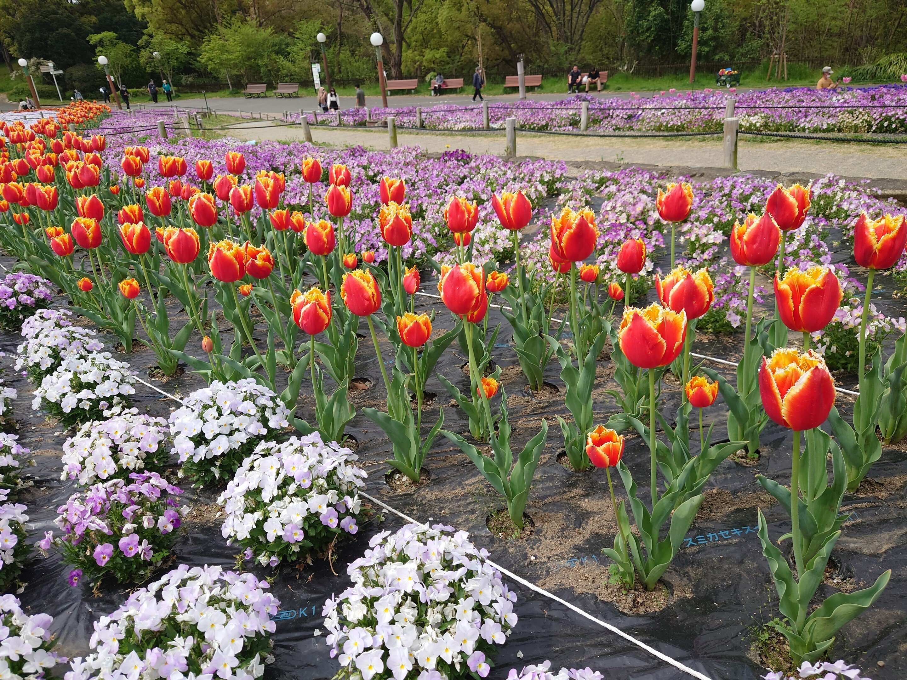 花博記念公園鶴見緑地2022年4月10日-20日【八重桜,春の花】｜レタス