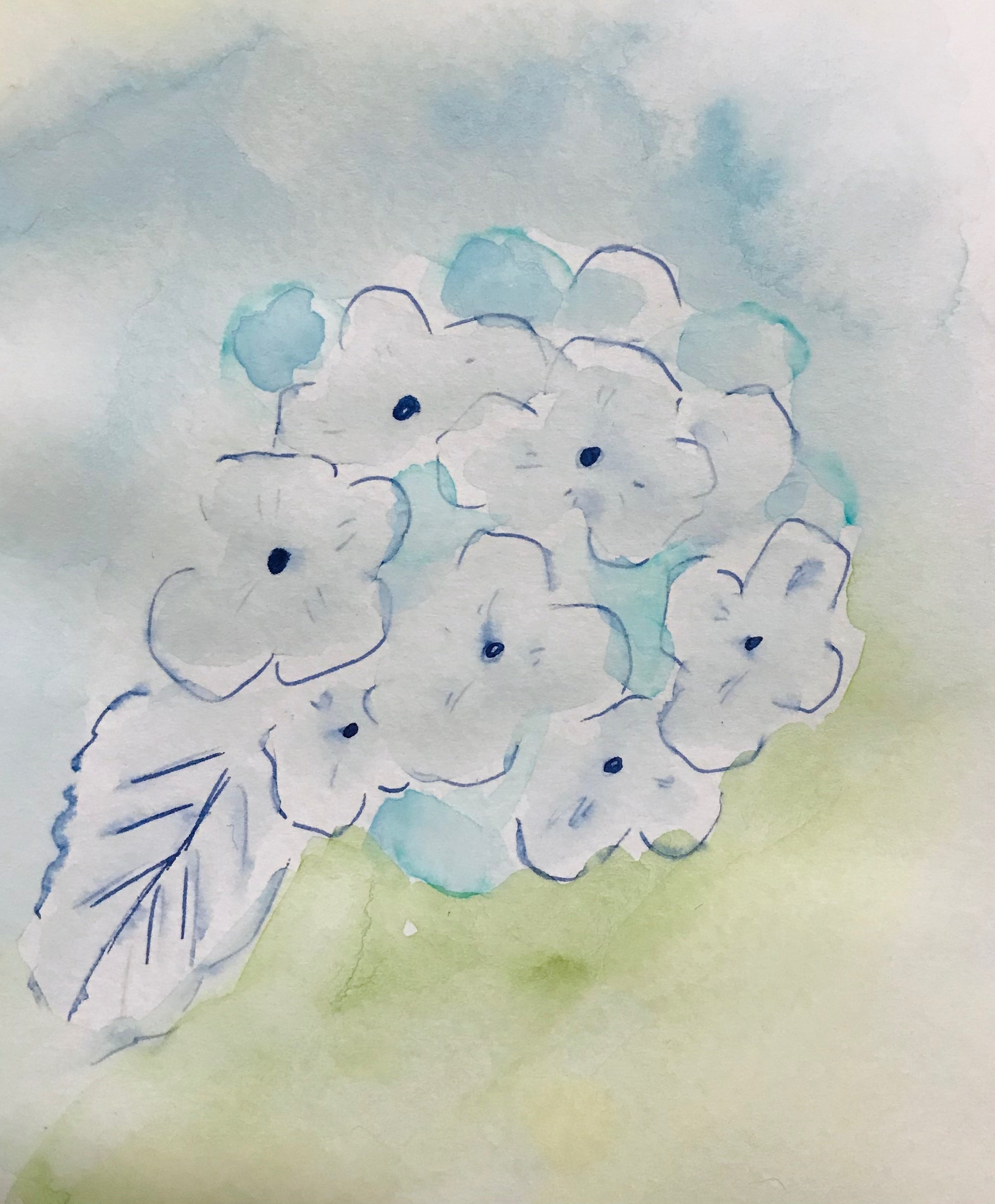 紫陽花とベルガモット　水彩画 紫陽花とベルガモット水彩画