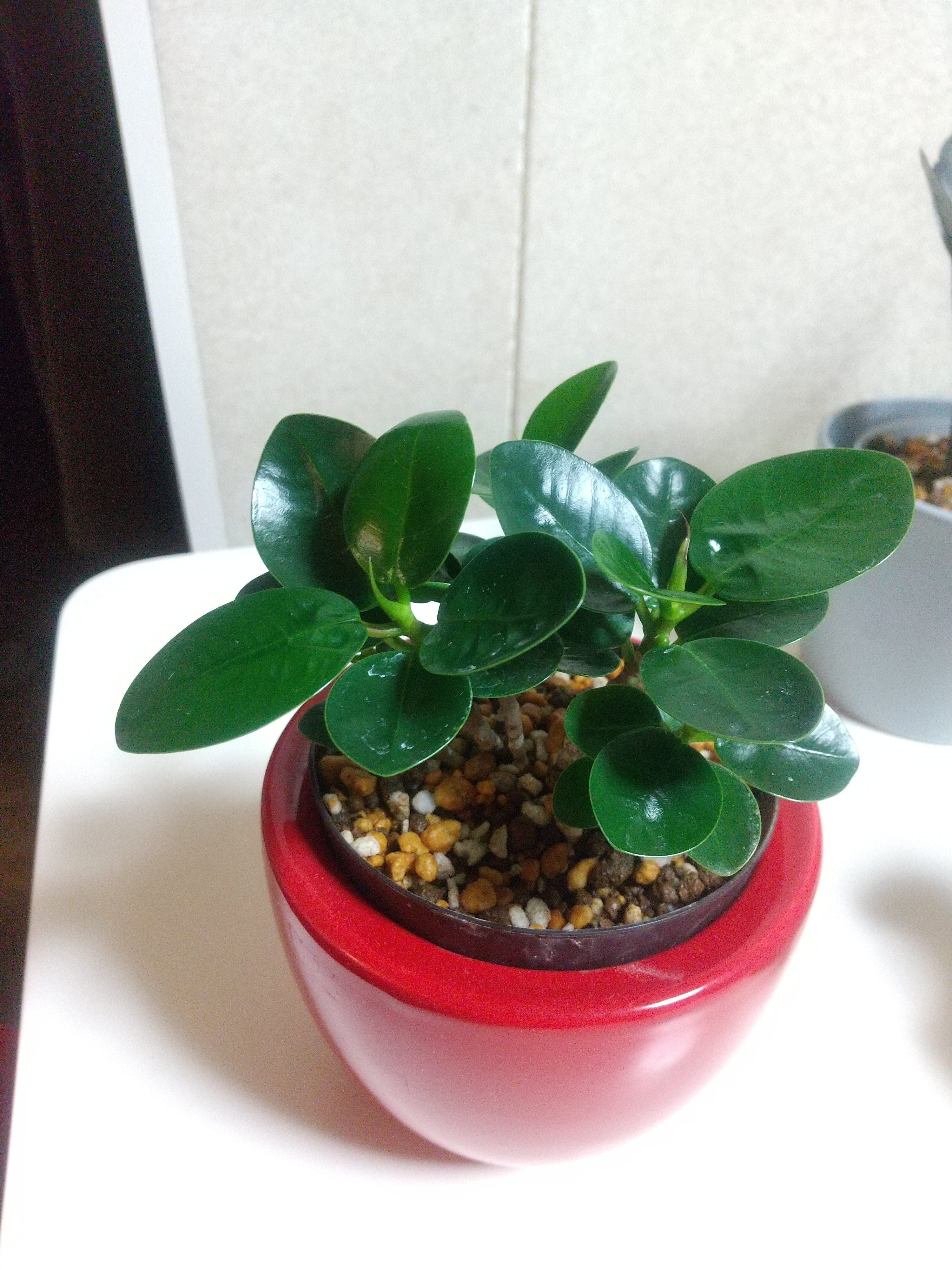パンダガジュマル 斑入り 観葉植物