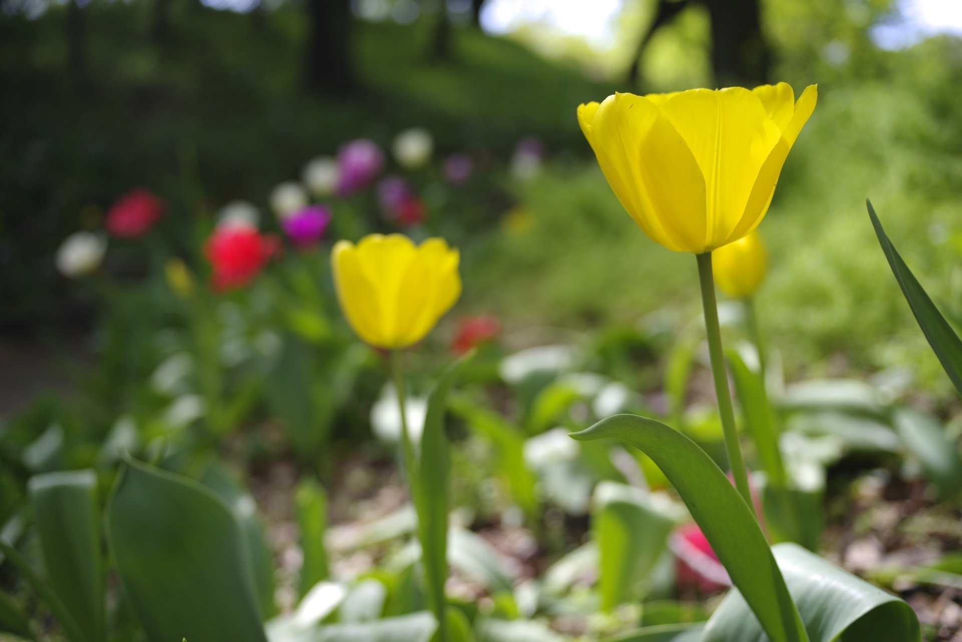 試写作例多数★pentax spf★リザード本革グリーン★美品＊完動品＊初期保証 作例レビュー】PENTAX SPF｜ペンタックスのフィルムカメラ