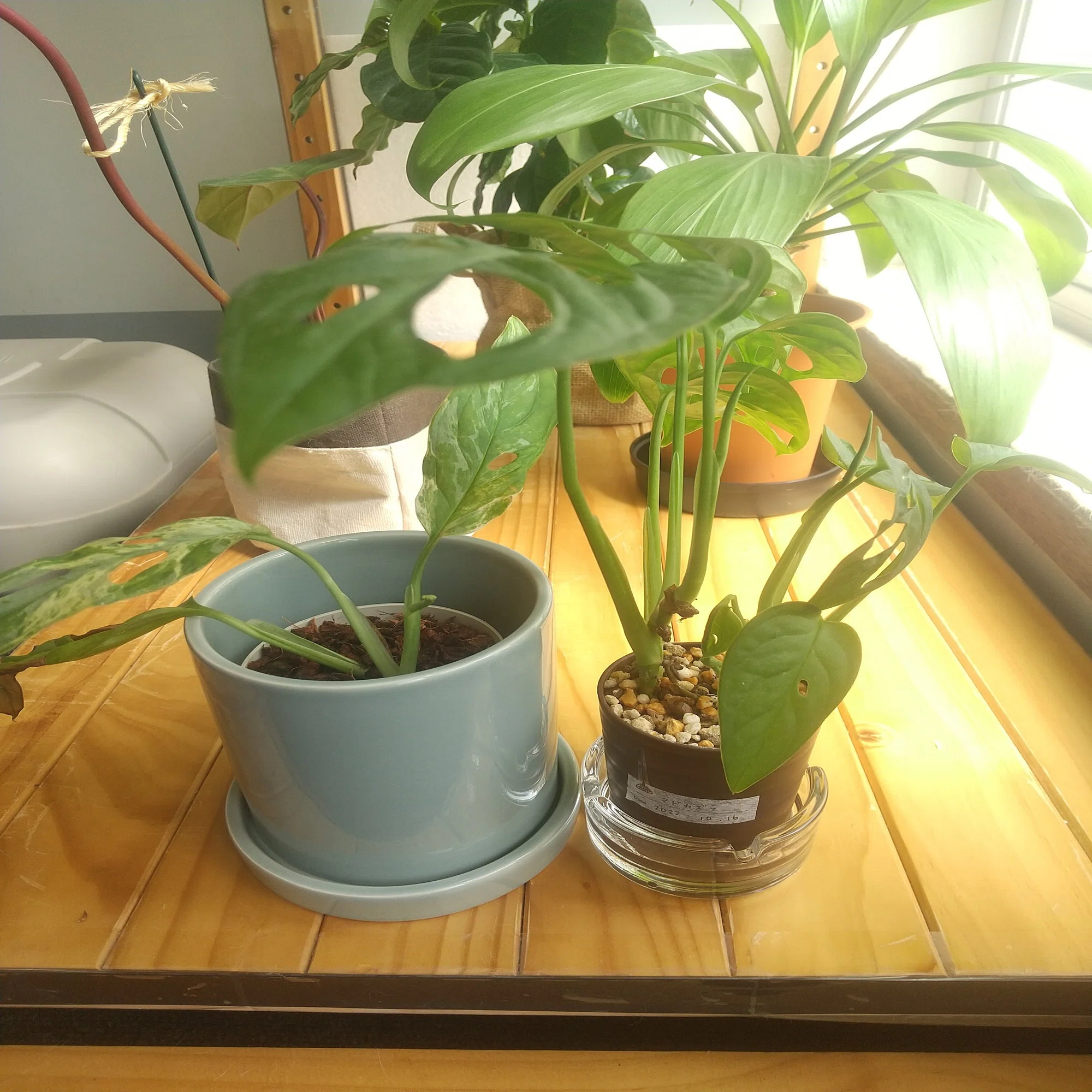 お迎え～植え替え、その後】マドカズラ。｜micyu