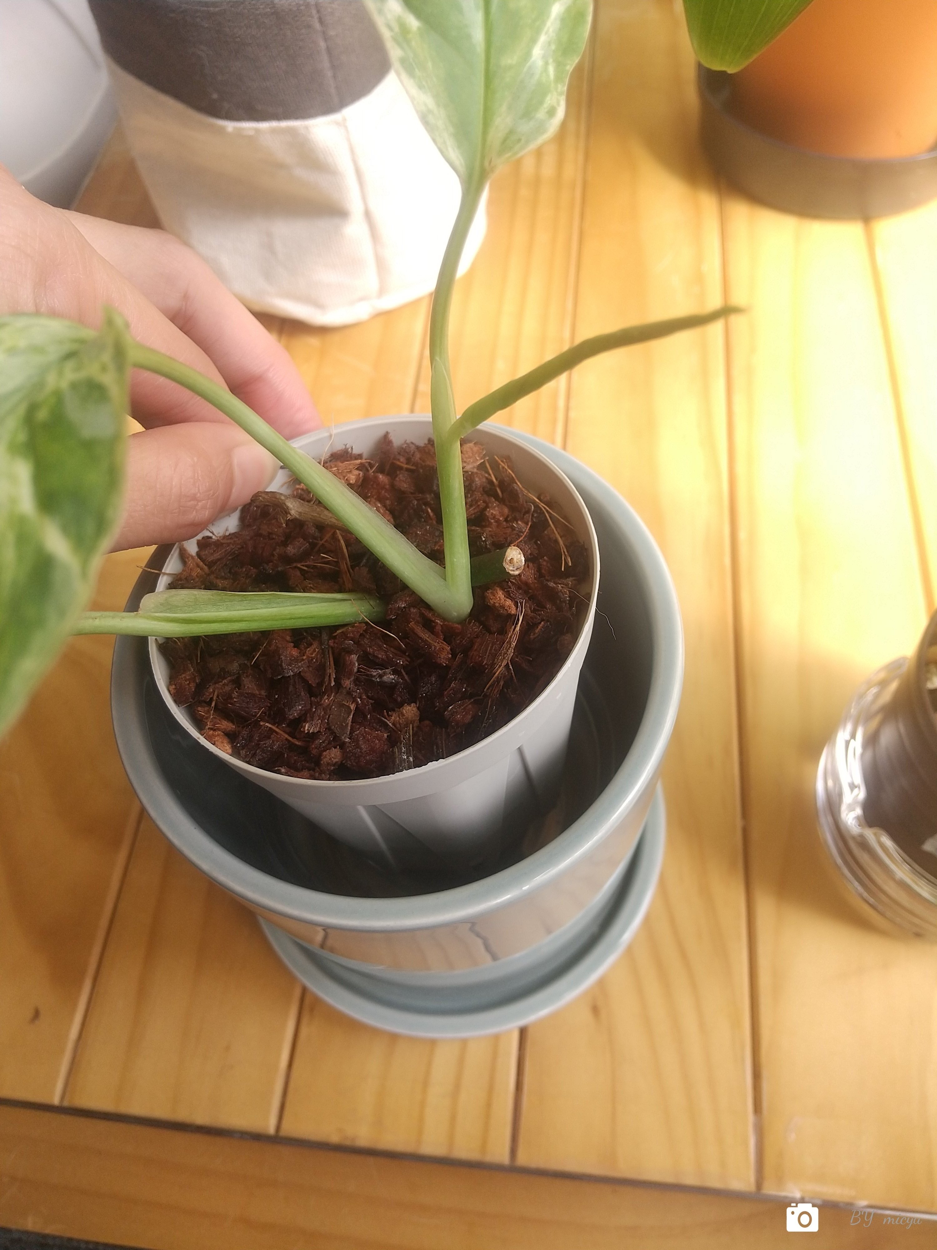 園芸ネット本店｜マドカズラ：斑入り 4号25-03 の通販【公式】 斑入り