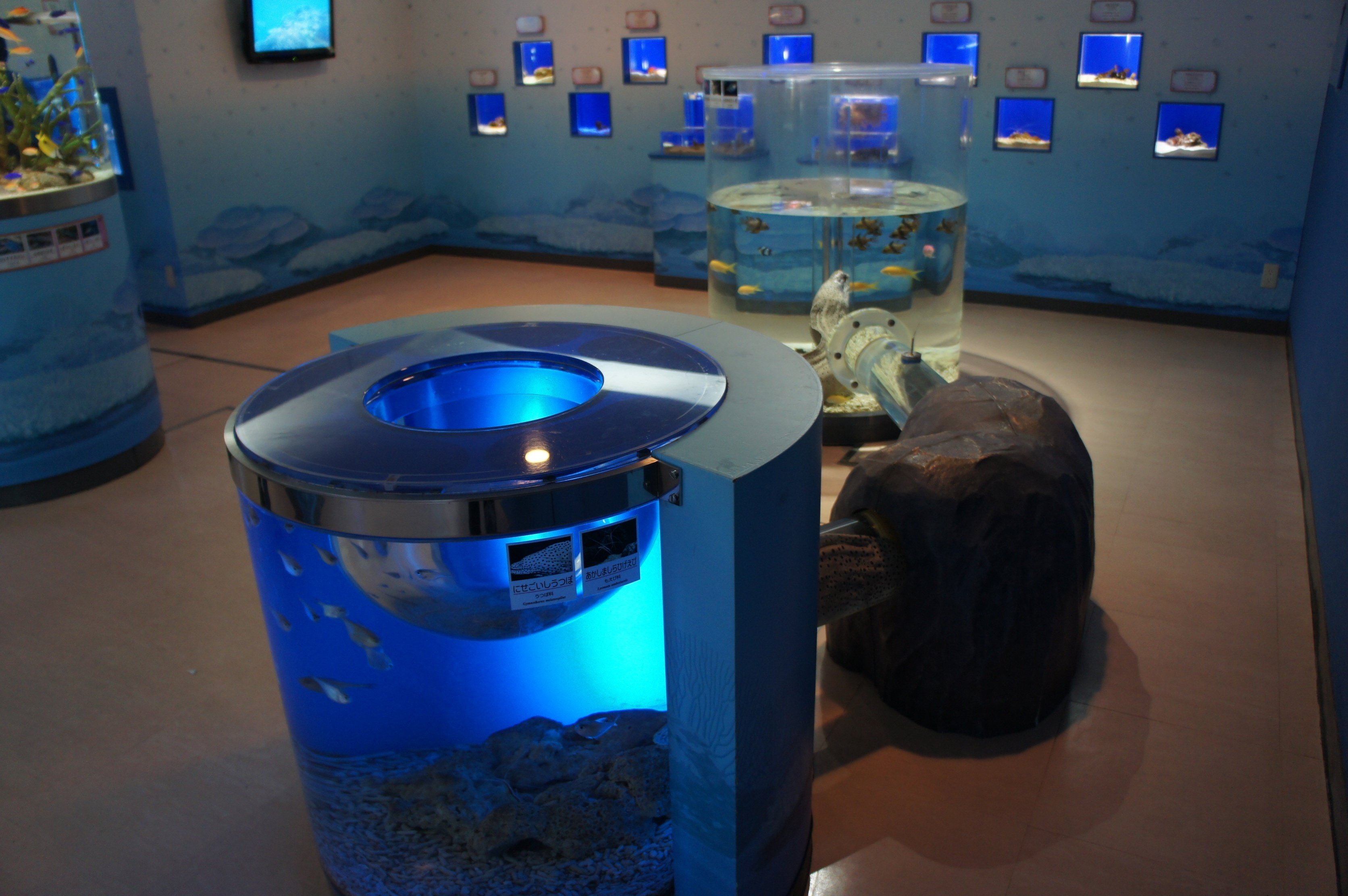 盾の国の建物(生物体)