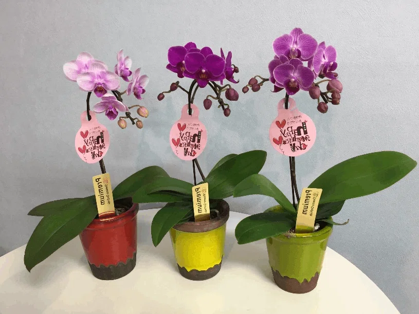 胡蝶蘭 to 最近こんな花が咲きました U 胡蝶蘭原種の魅力、購入 【NK