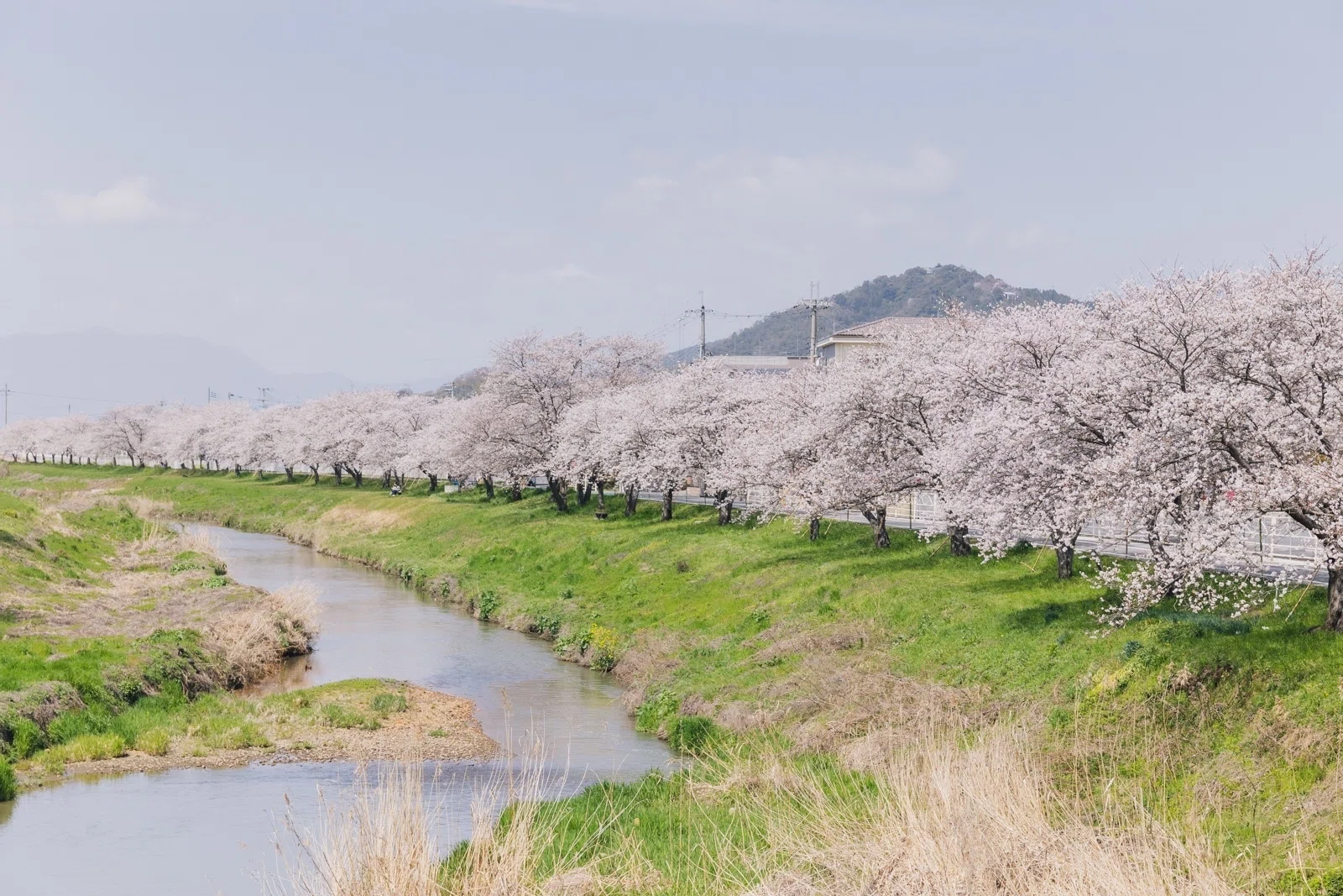 627【滋賀】桜満開の近江八幡へ｜旅するフォトマガジン MとW