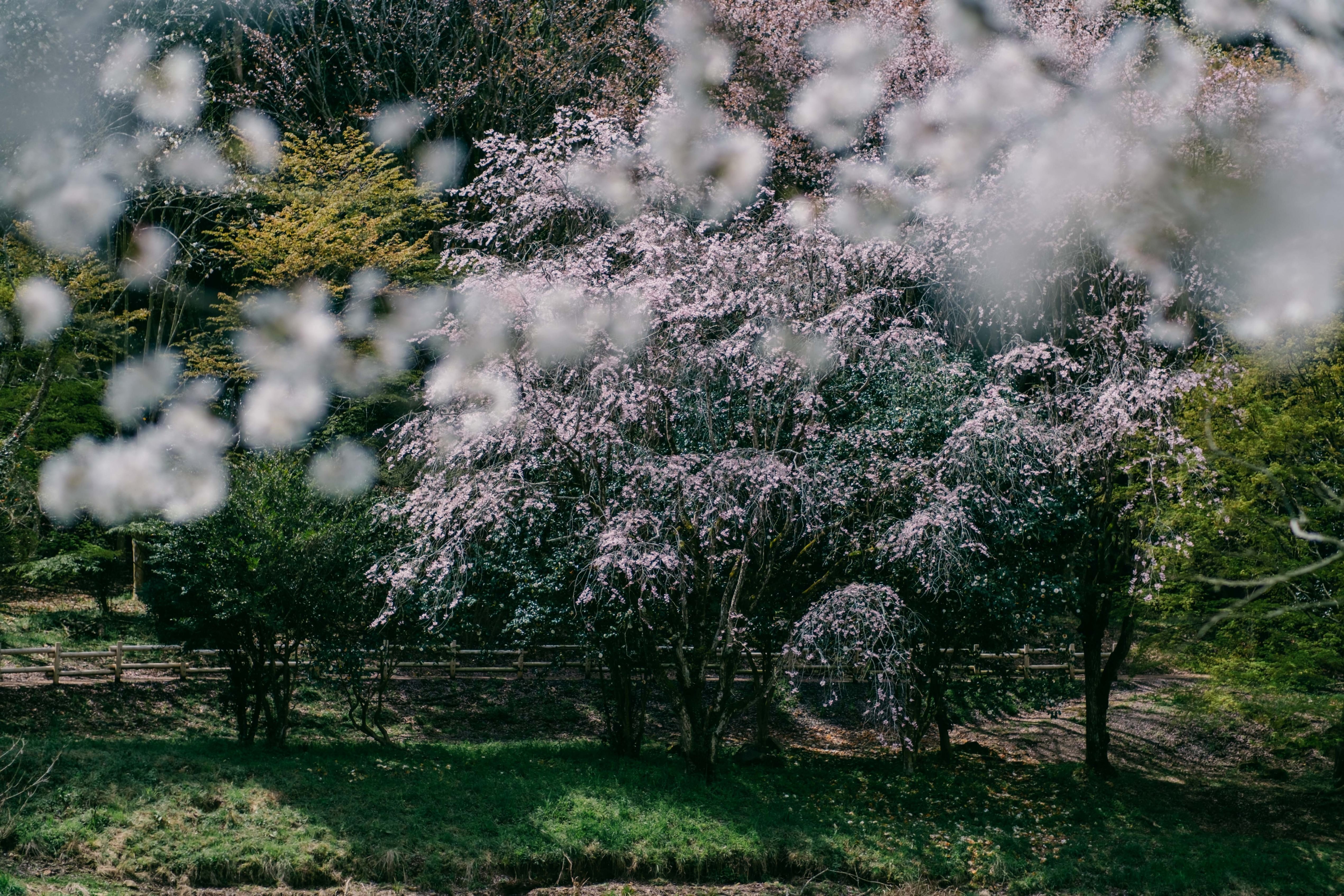 桜の季節を残す VILTROX AF 56mm F1.4｜tomo