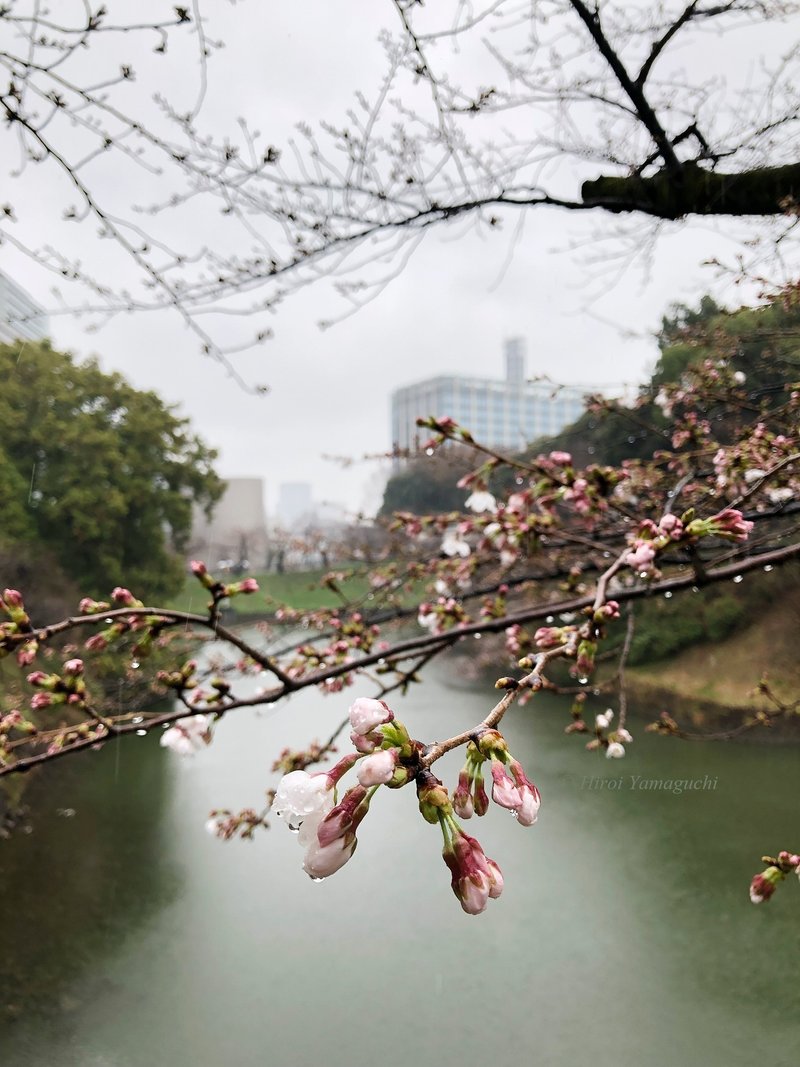 写真は、千鳥ヶ淵の桜です。まだ咲き始めの桜は、春の雨に濡れて、少し寒そうです。雨粒が薄い桜のピンクに滴っています。