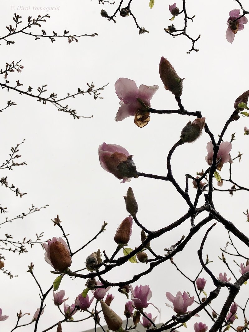 エンジ色から薄いピンクへとグラデーションのある花をつける錦木蓮の写真です。雨に濡れて、花びらが艶やかになっていました。