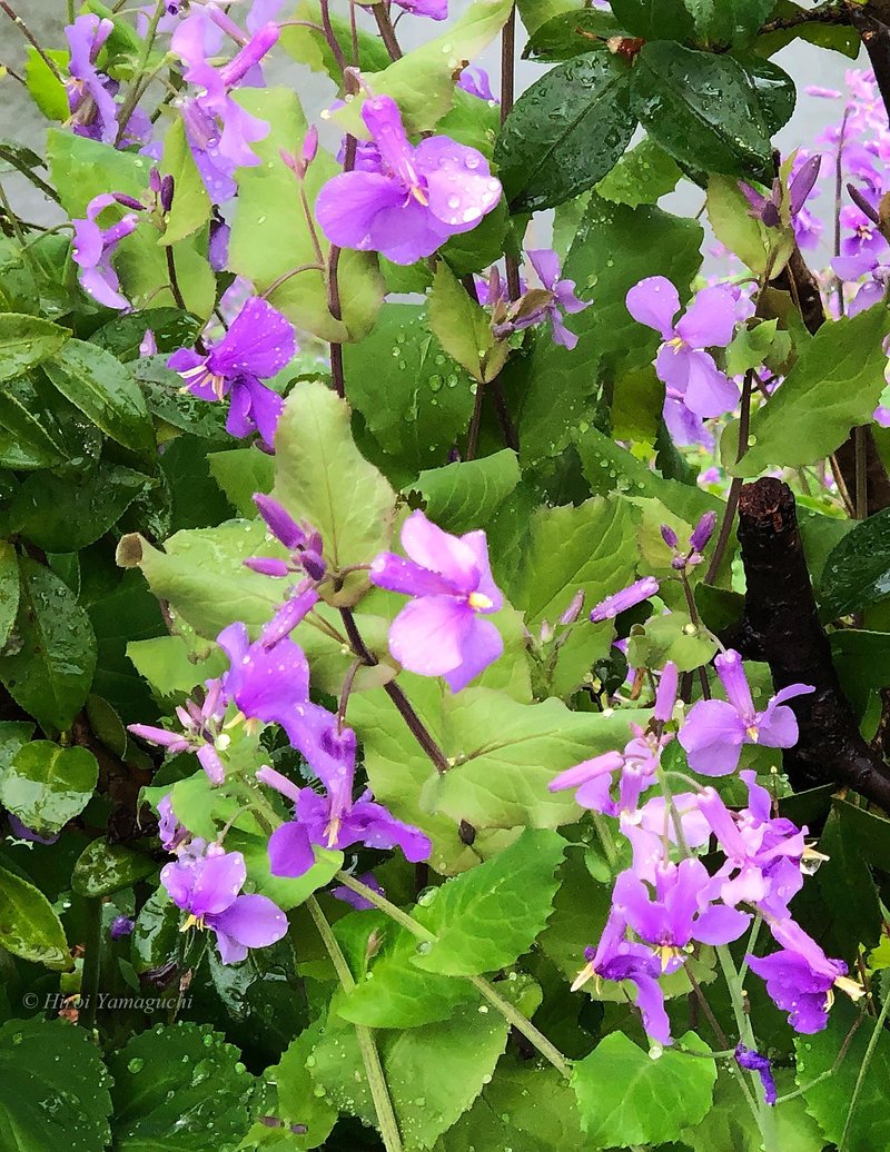 　紫色の花大根の花です。花が大根に似ていることから、この名前がついたそう。中国原産で江戸時代に渡来しました。こちらも雨に濡れて、元気そう。