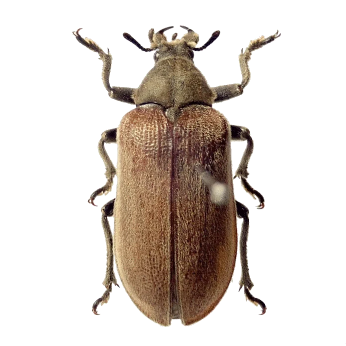クチキクシヒゲムシ―甲虫の捕食寄生性つれづれ―｜hydraenids