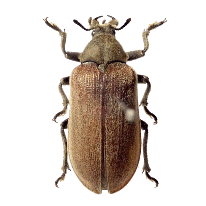 クチキクシヒゲムシ―甲虫の捕食寄生性つれづれ―｜hydraenids