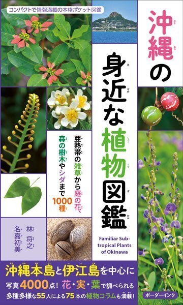 広い木陰を作るモモタマナ(クヮーディーサー)|林 将之 広い木陰を作るモモタマナ(クヮーディーサー)|林 将之