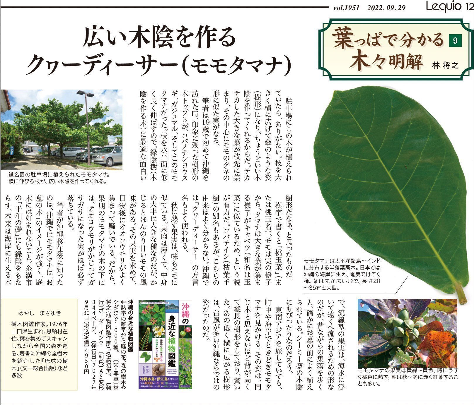 広い木陰を作るモモタマナ（クヮーディーサー）｜林 将之 / Masayuki