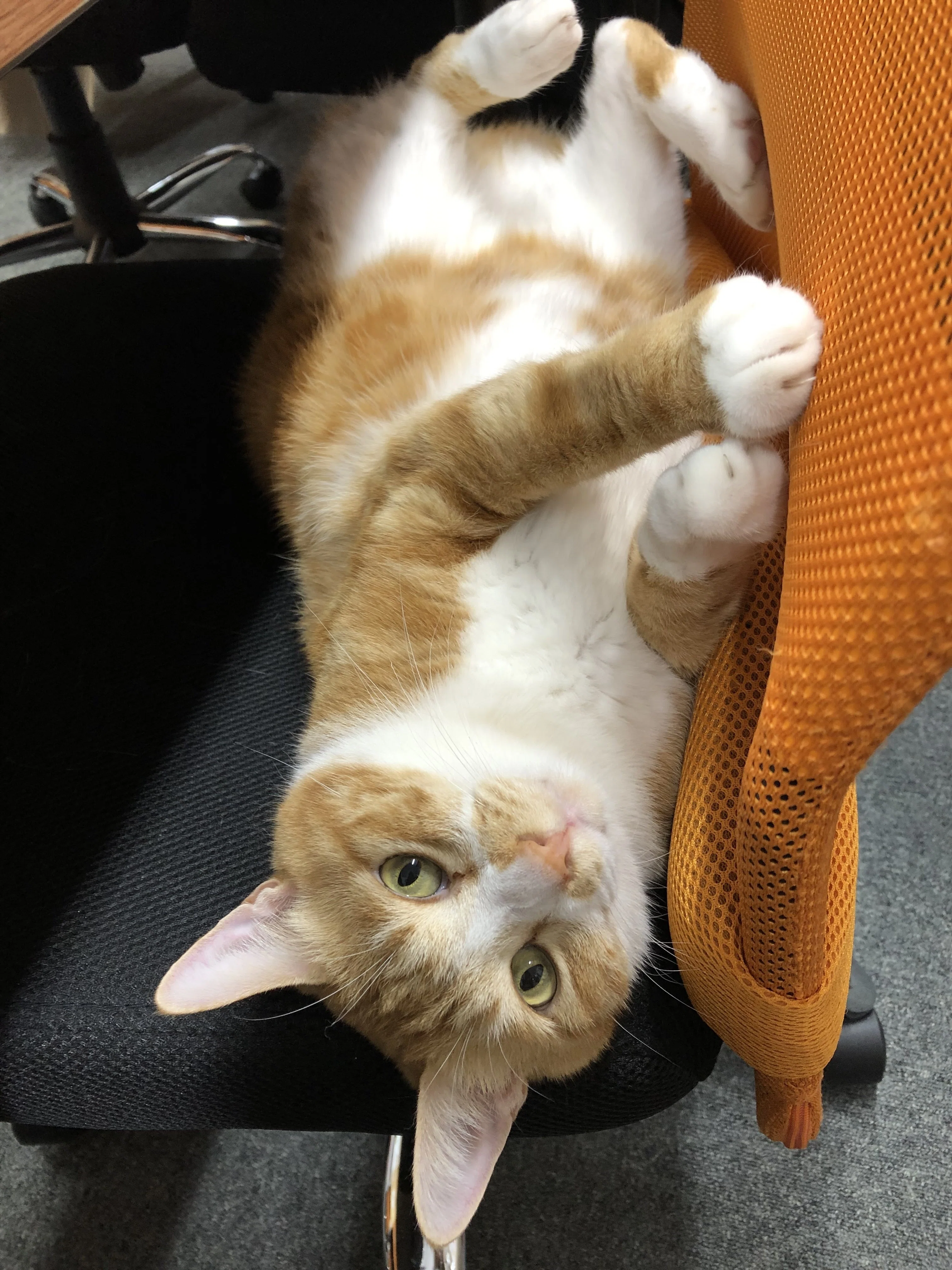 ねこぱんち名古屋の猫の紹介です｜ねこぱんち名古屋