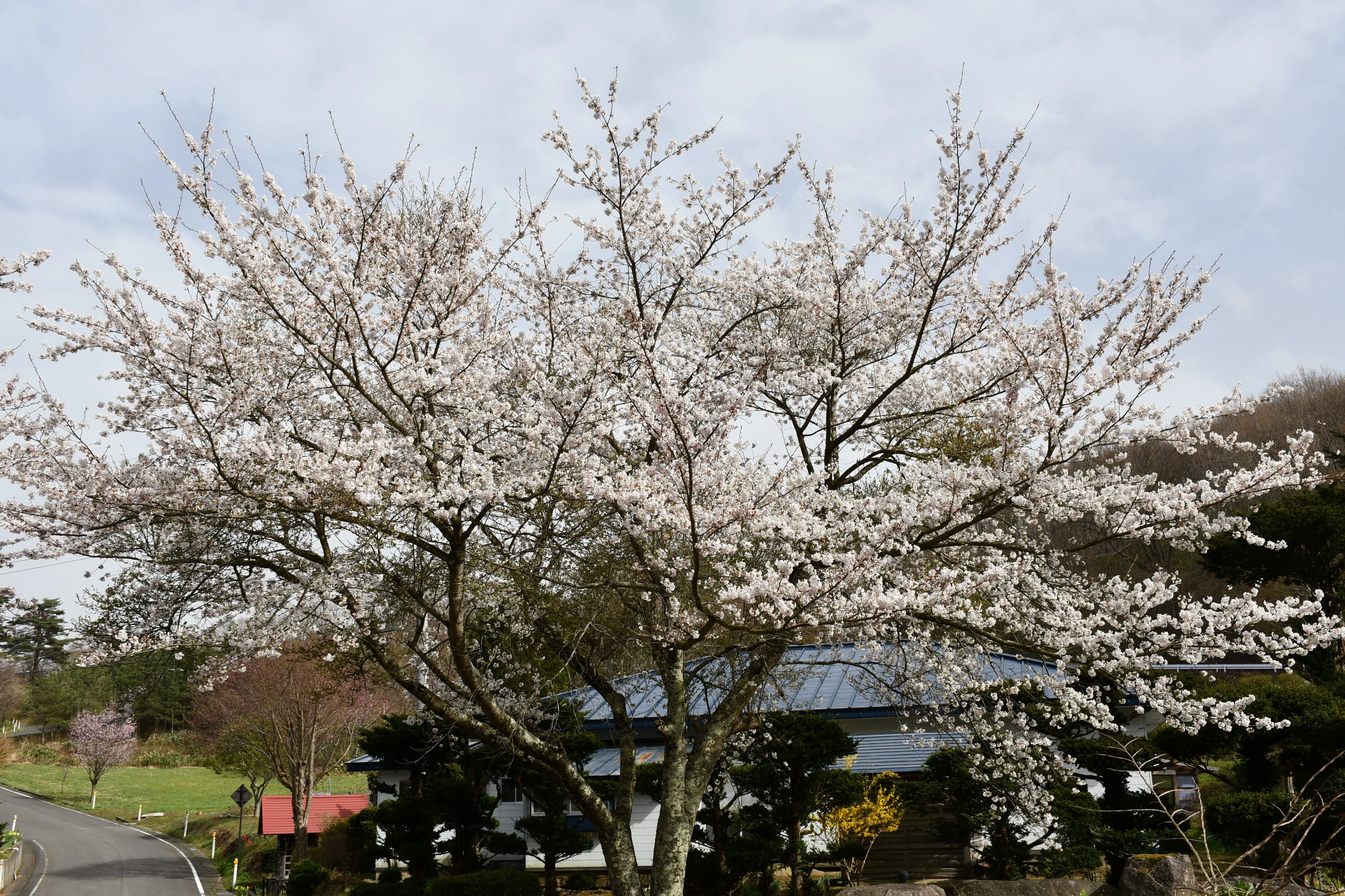 桜、満開III｜T-Saku
