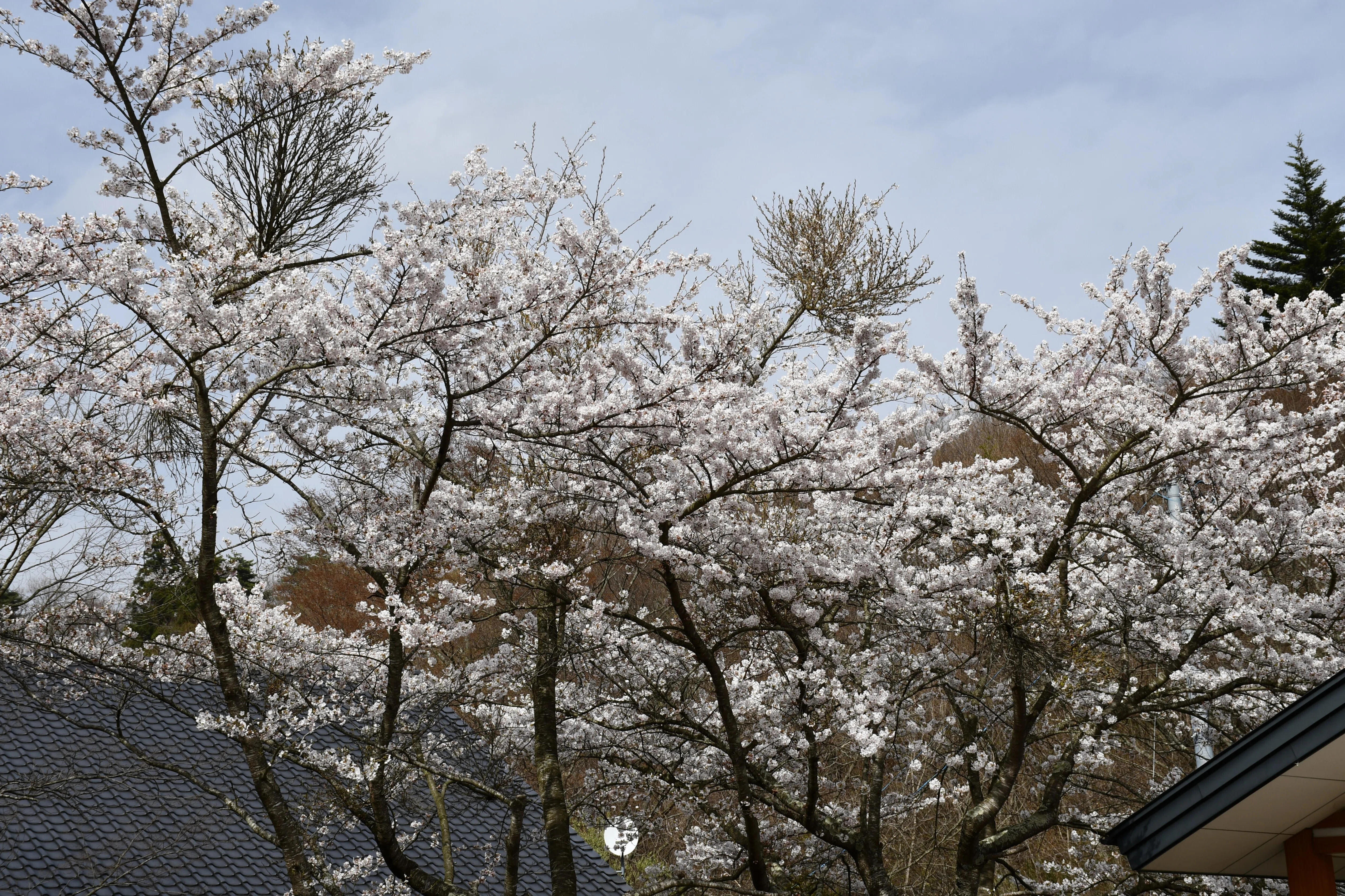 桜、満開III｜T-Saku