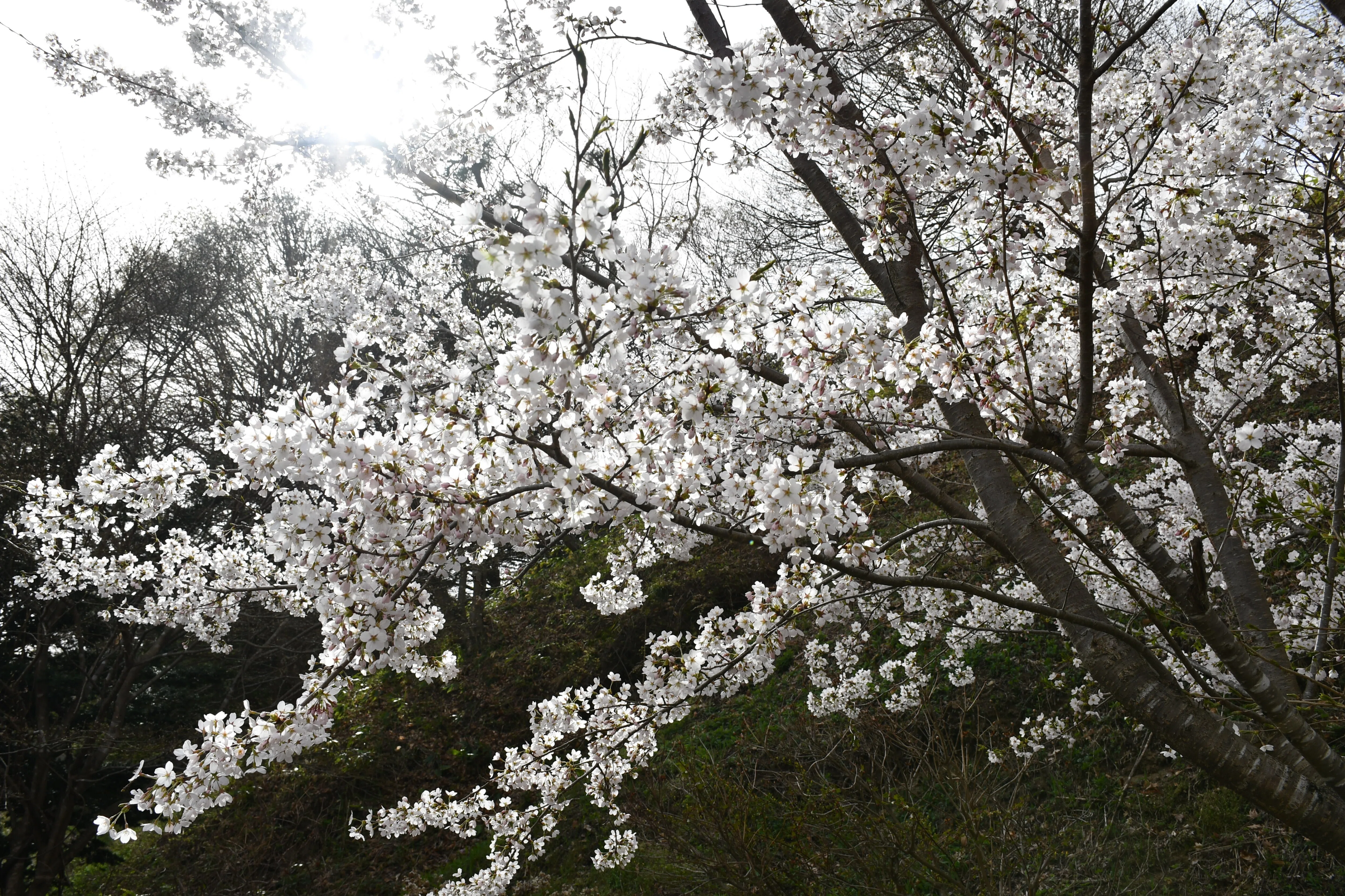 桜、満開III｜T-Saku