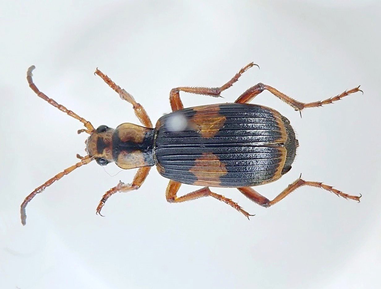 クチキクシヒゲムシ―甲虫の捕食寄生性つれづれ―｜hydraenids