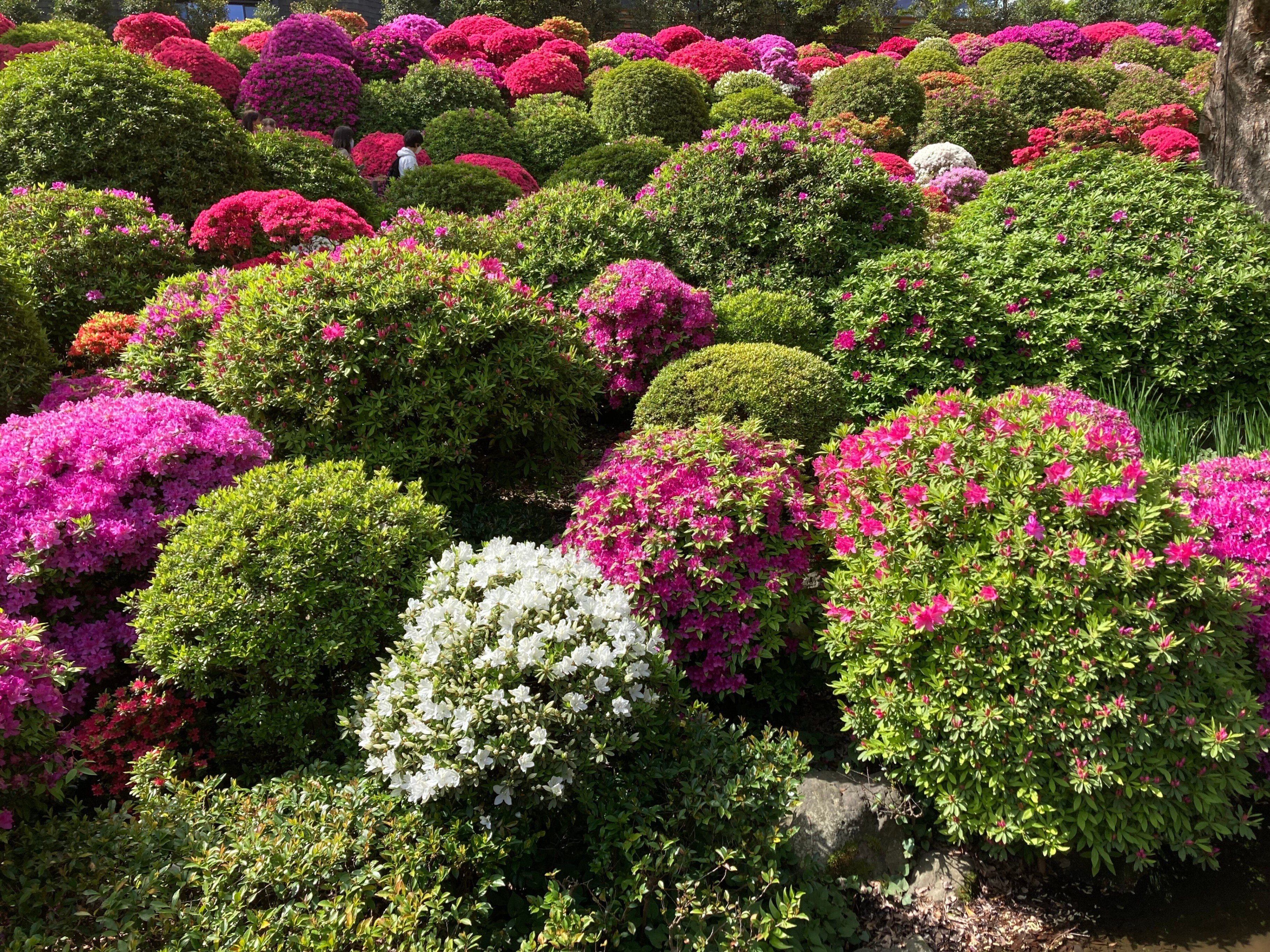 【なつつつつ】 西武】8000系8103F使用「直通列車『サステナ車両でいく武蔵丘車両検修