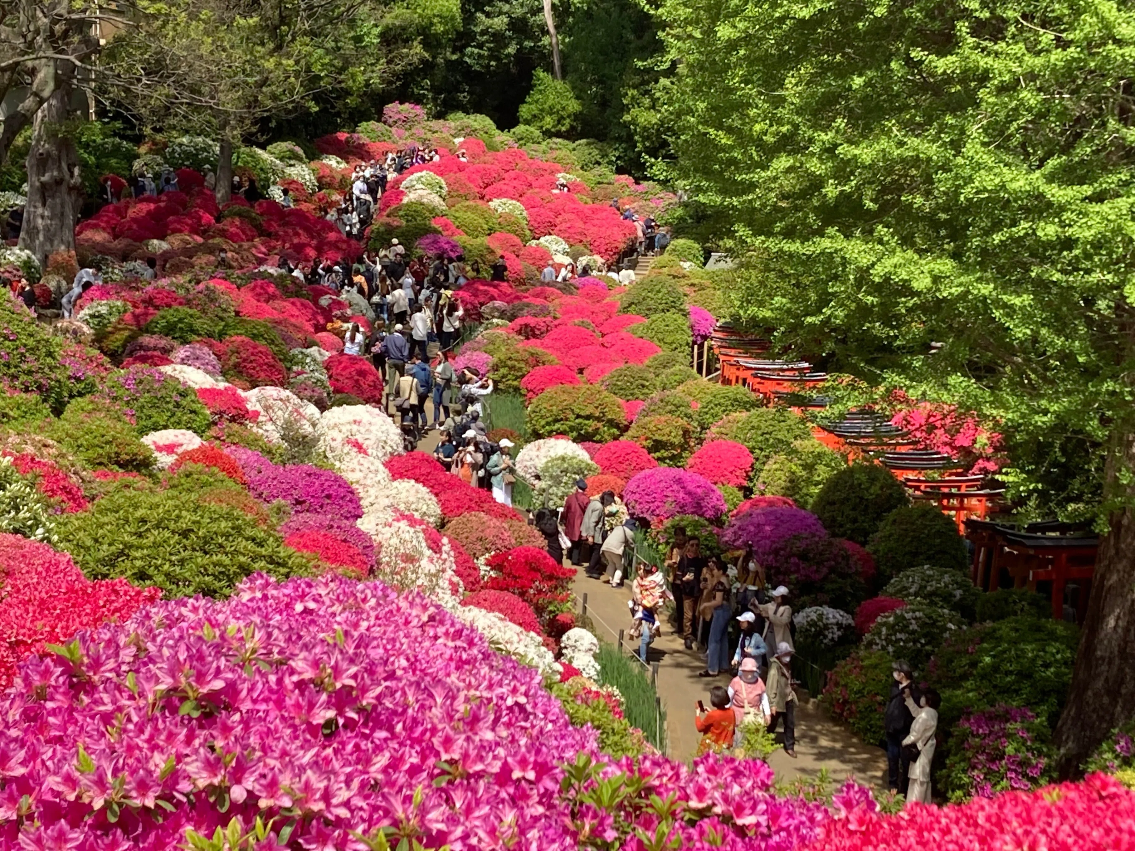 2023年根津神社つつじまつり（4月13日撮影）｜上野案内所