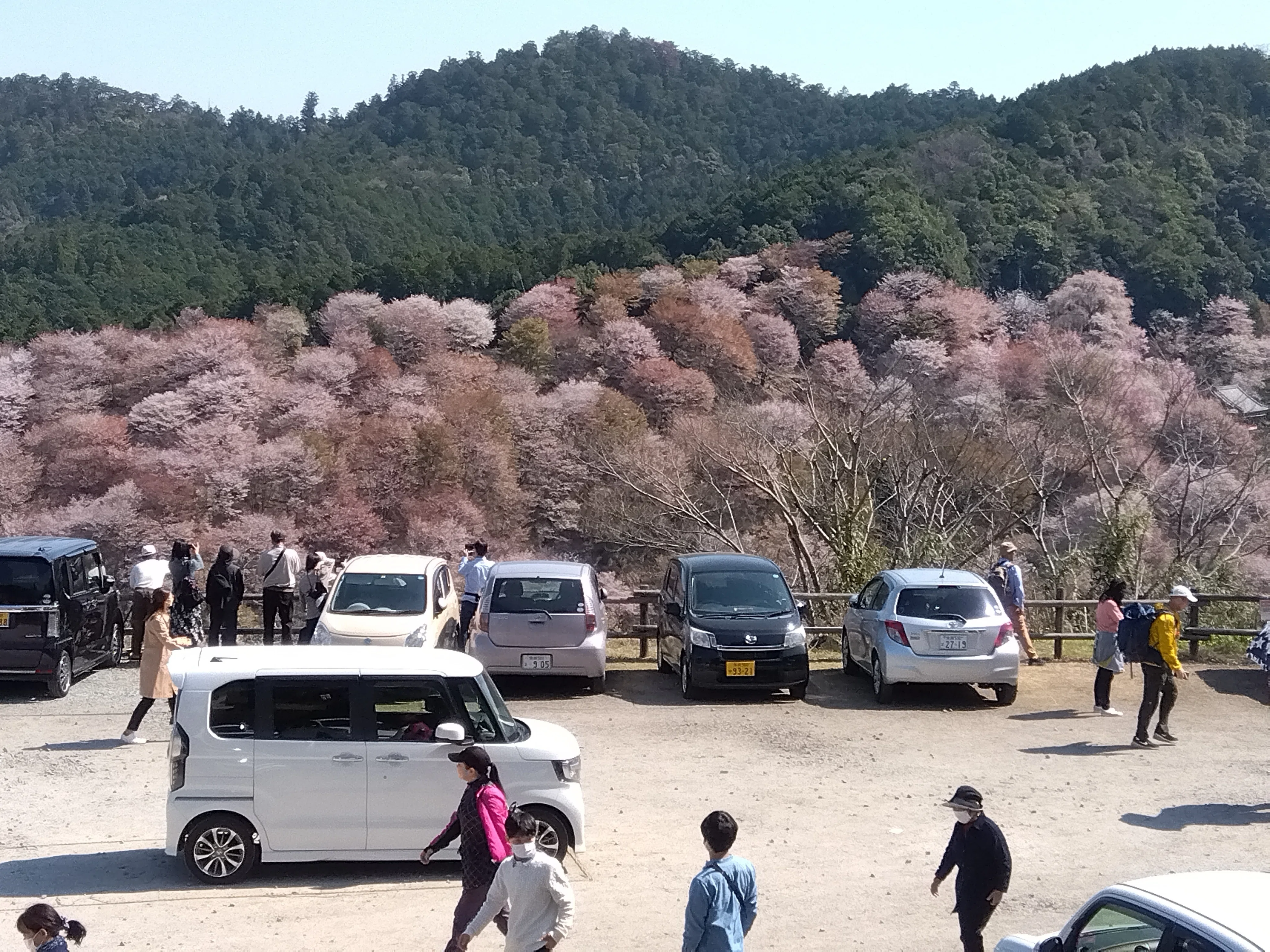吉野の桜を見に行ってみた！山全体が桜で感動したけど…｜神戸どこ行こ？
