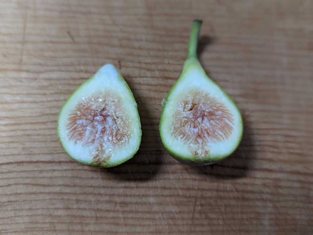 イチジク苗 LSUシャンパーニュ 取り木苗 Yahoo!オークション