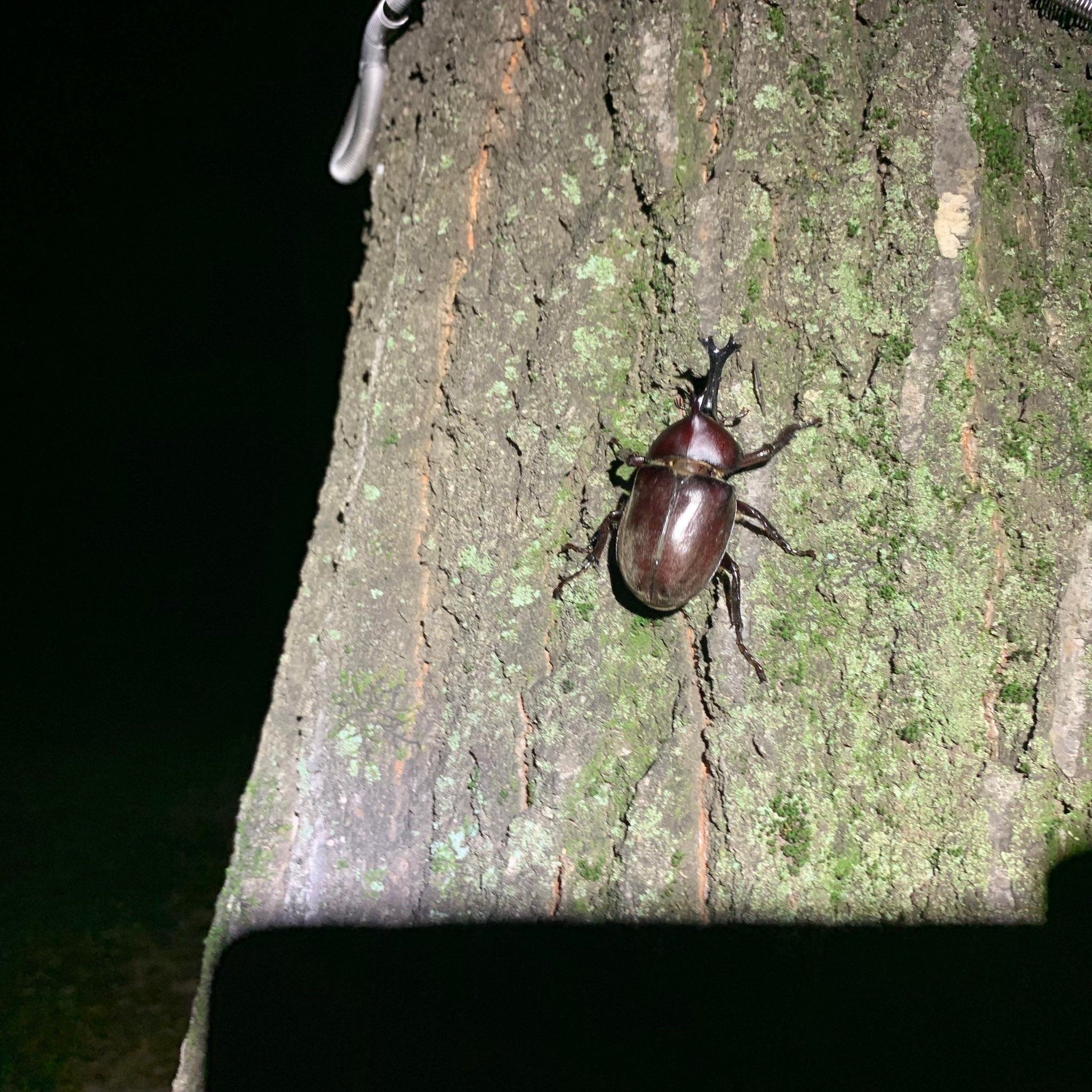 東京23区内で採れるクワガタ・カブトムシスポット情報｜東京都内虫採り情報