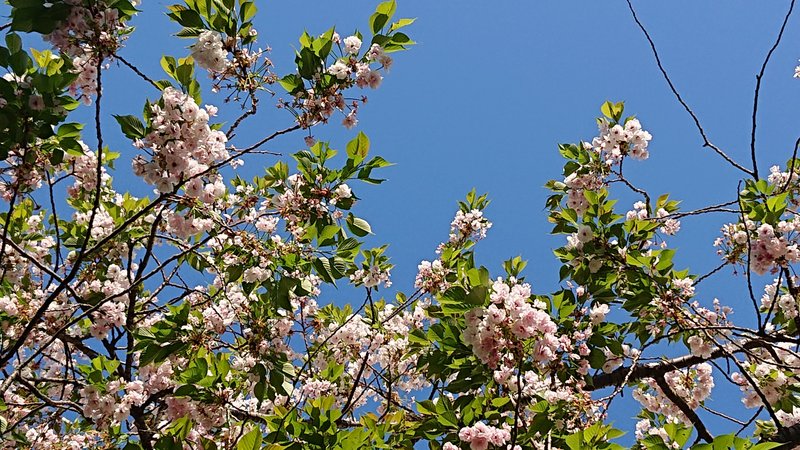 終わりかけの八重桜。数日前に撮影。今日の桜の木を見ると、すっかり花も終わり寂しい気持ちに。夏の終わりに感じる気持ちに似ているかもしれませんね。