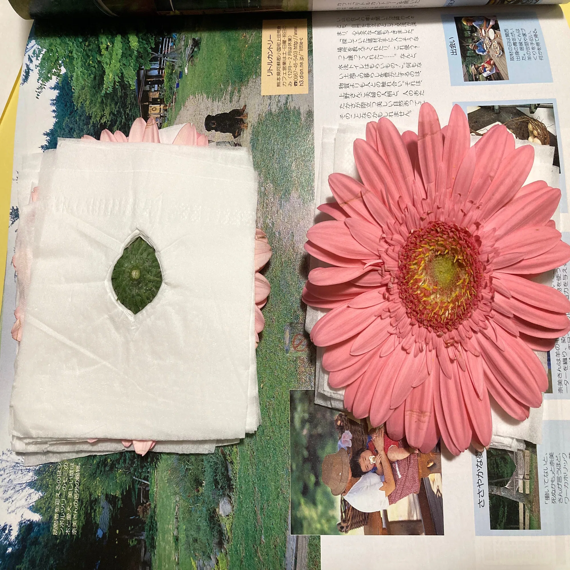 春のお花をもっと楽しみたい！押し花に挑戦した話｜おだのん | 手芸 
