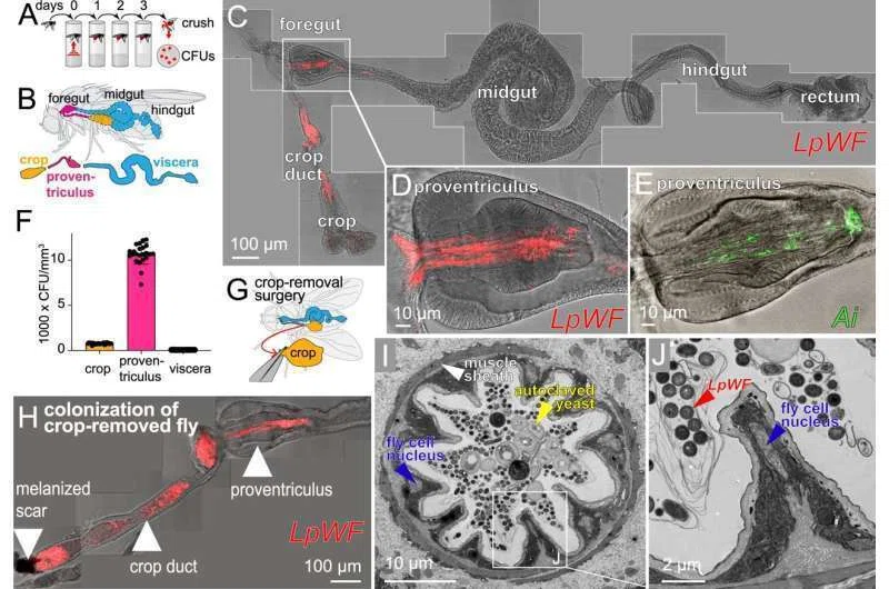 Drosophila Protocols ショウジョウバエ プロトコル 【公式通販】