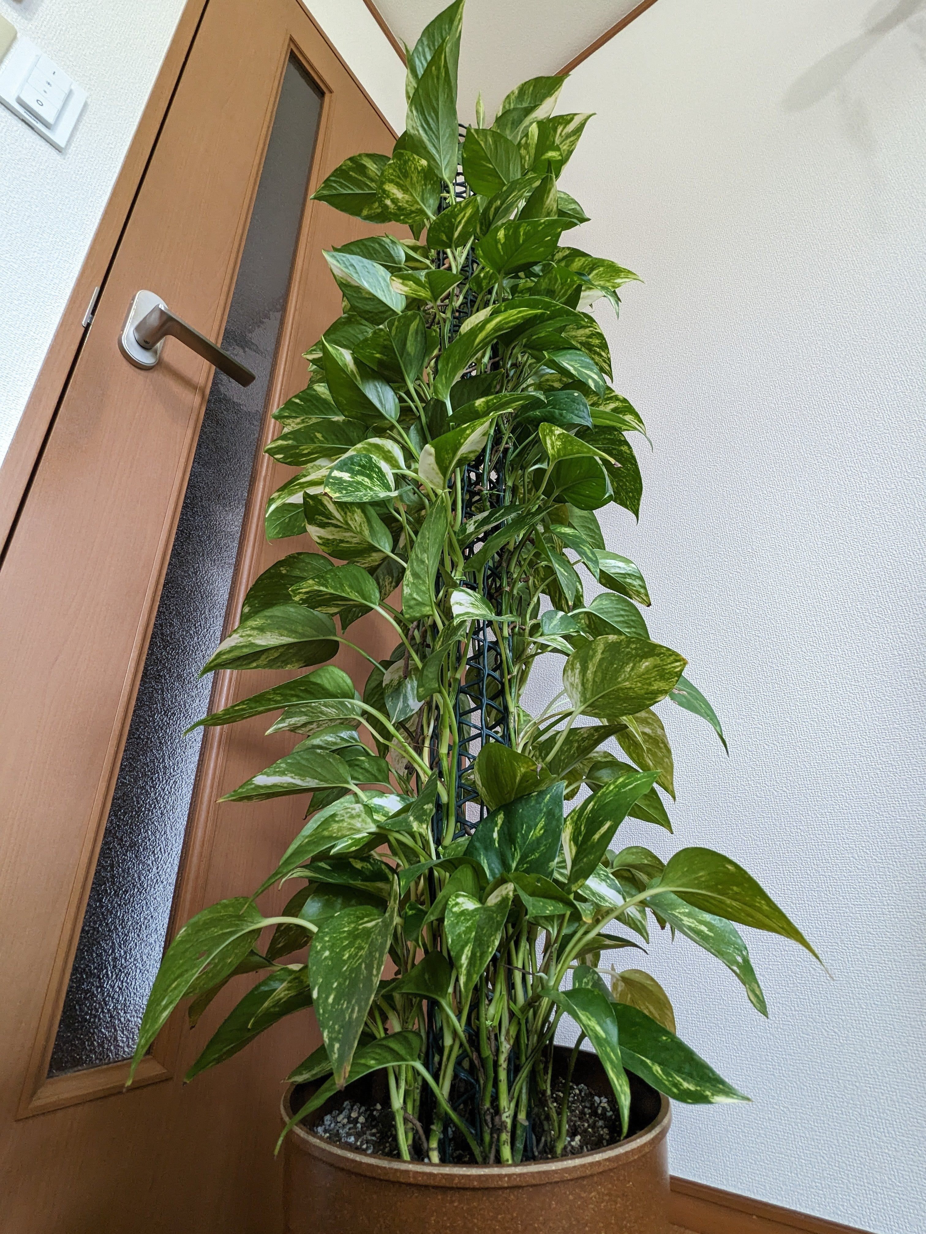 1681530884596-ZHzoQklLoI.jpg?