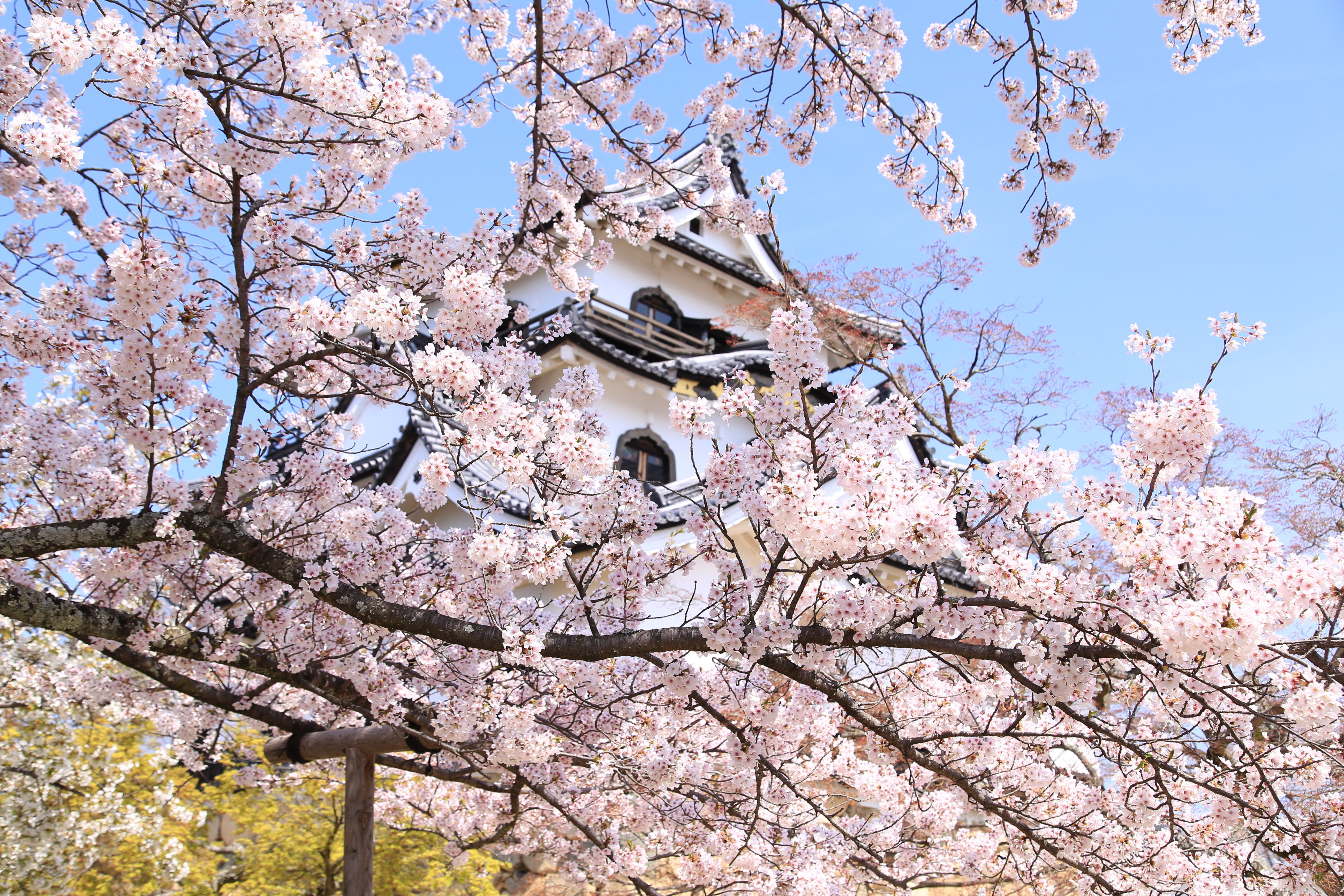 🌸国宝・彦根城 桜2023🌸｜彦根城内 鐘の丸売店