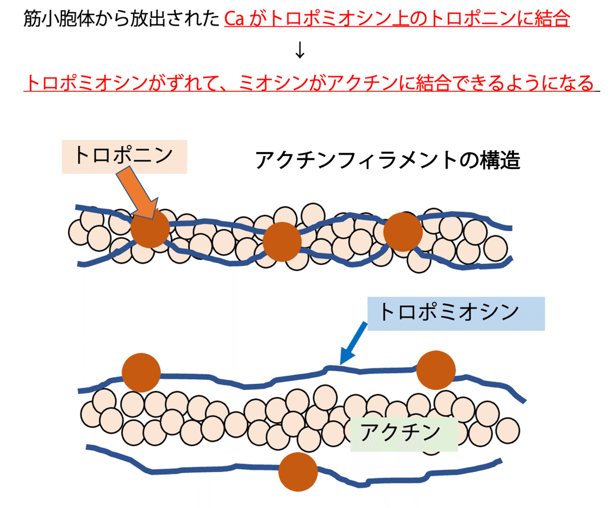 第58回理学療法士国家試験 午前26-30の解説｜Sixty_valleyのページ