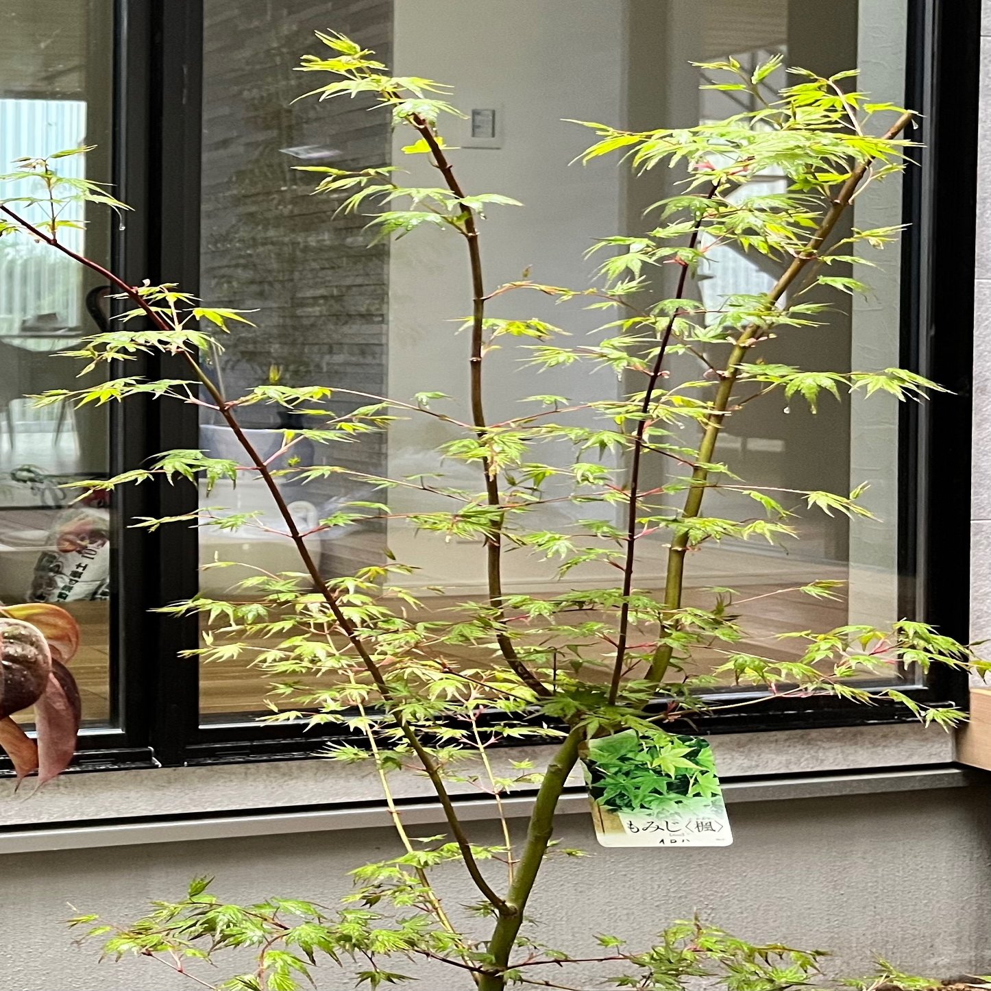 綺麗なイロハモミジの育て方・剪定方法！成長や樹形に合わせた手入れをして紅葉を楽しもう！ イロハモミジの苗木　実生　自然生　８年生　手入れなし