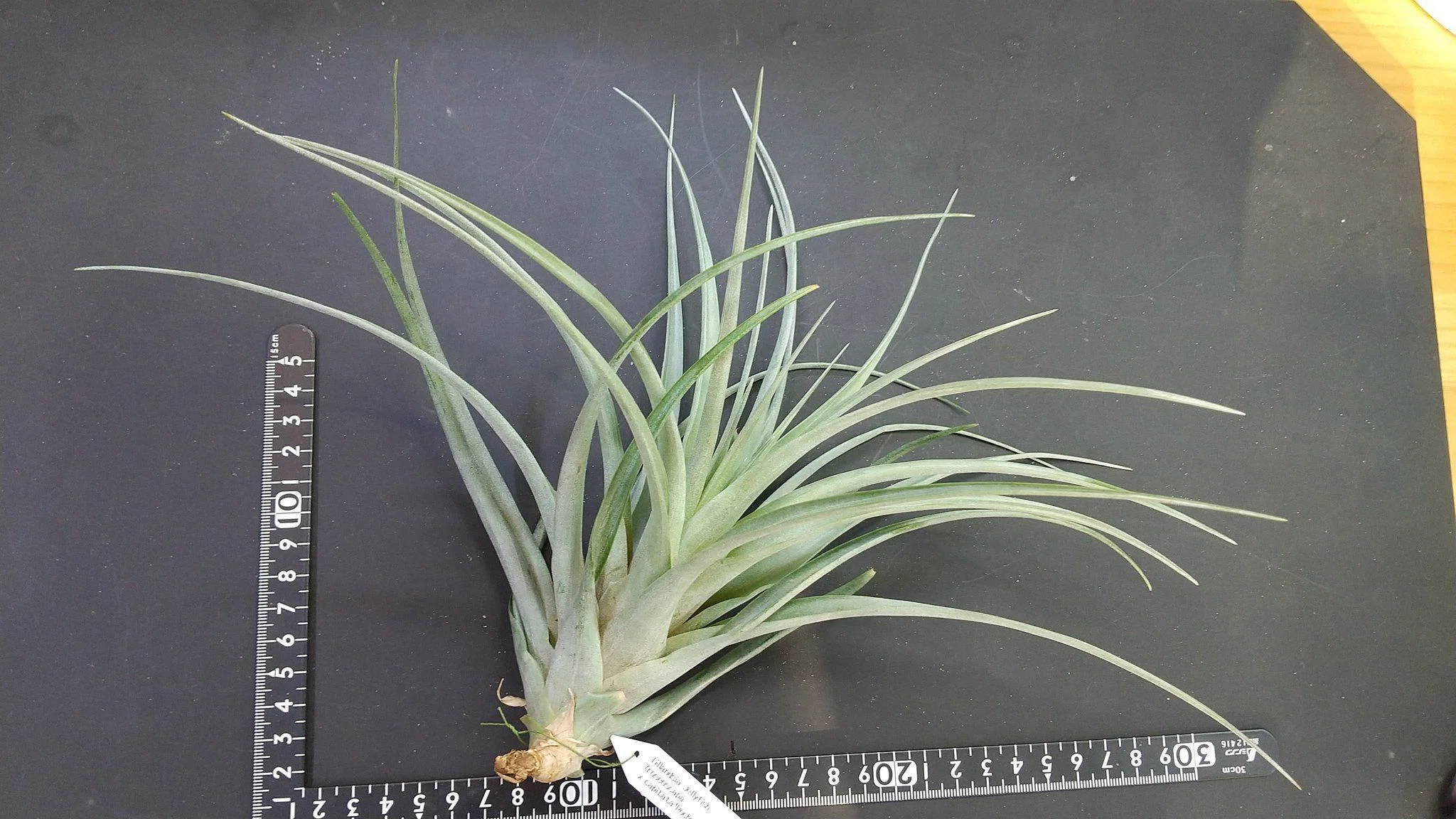 チランジア入荷リスト4/4｜NatureGarden🌿神田
