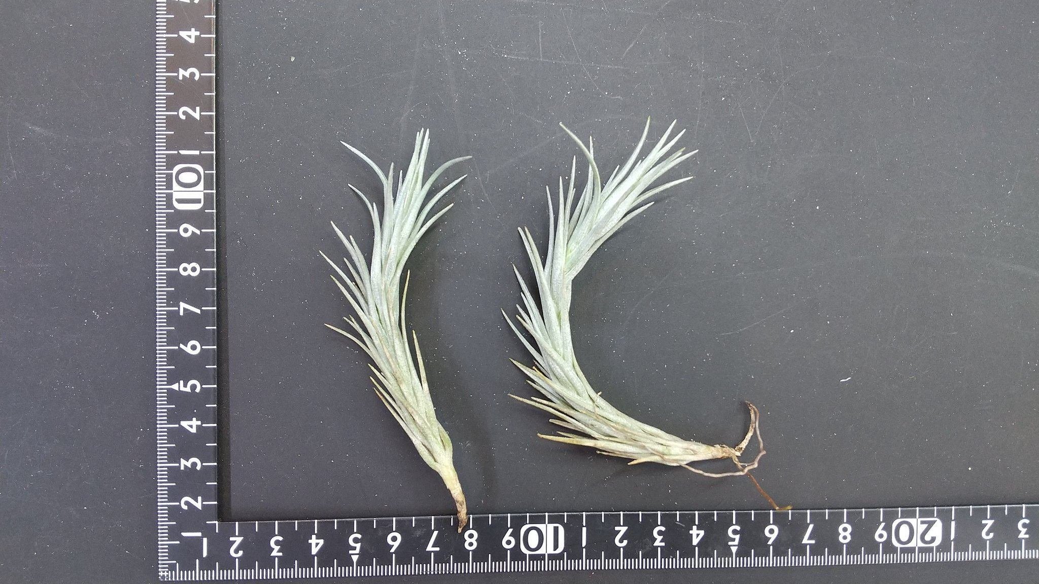 チランジア・バールマルクシー T. burle-marxii ブロメリア エア