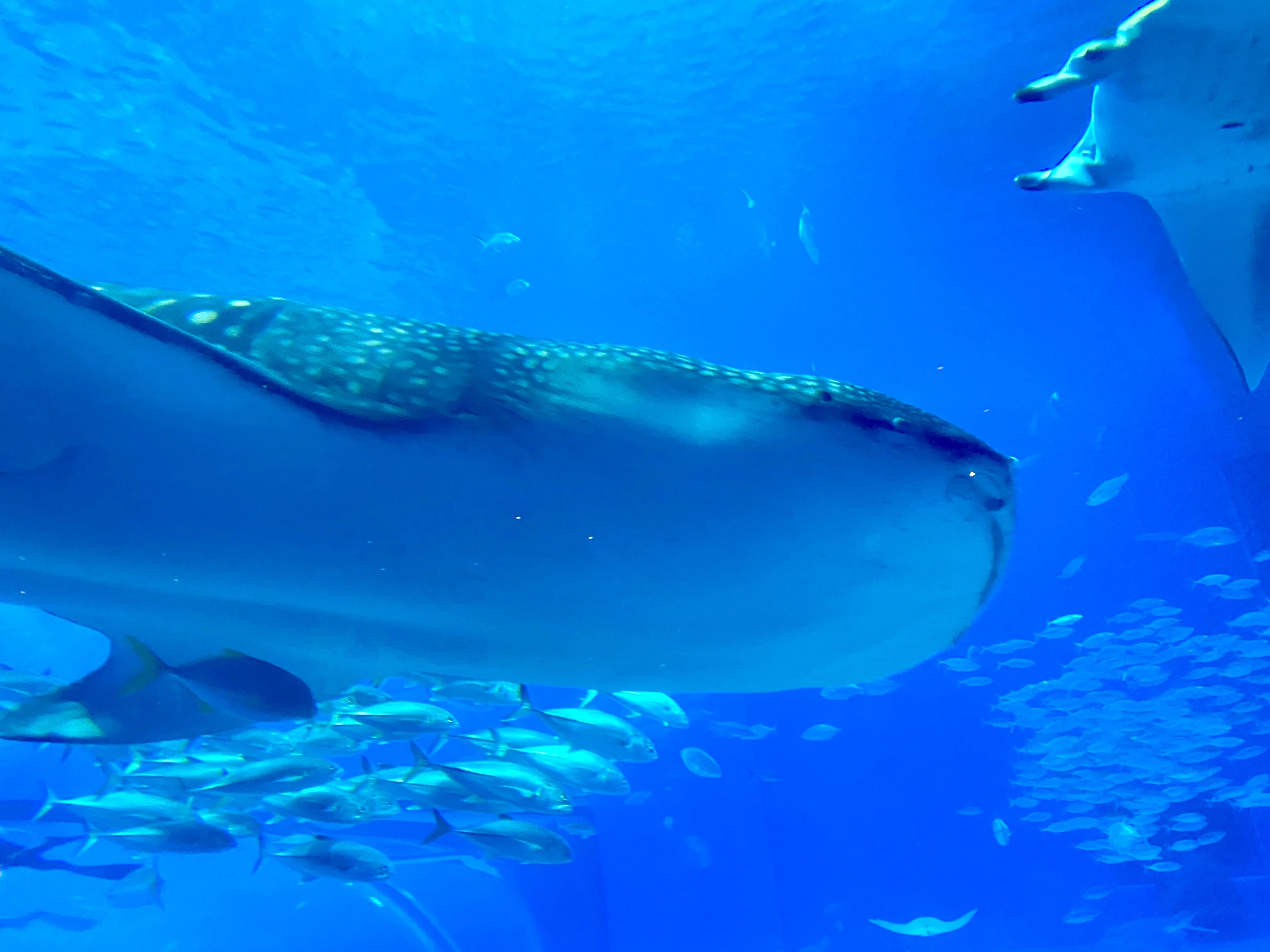 沖縄3日目（後編）：美ら海水族館｜こもの