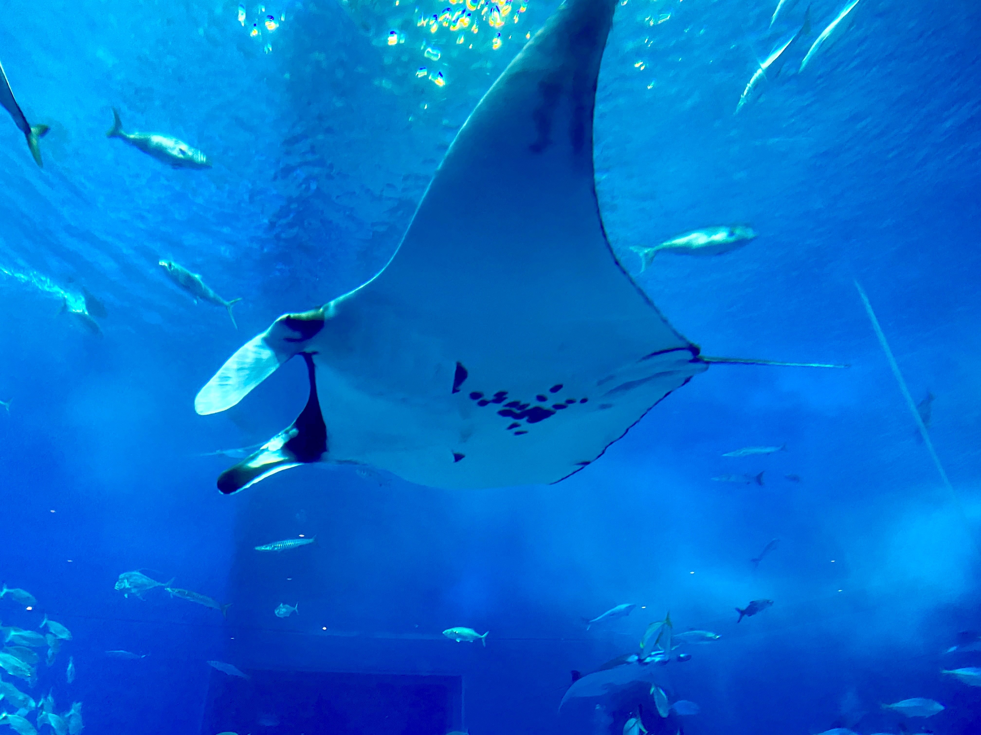 沖縄3日目（後編）：美ら海水族館｜こもの