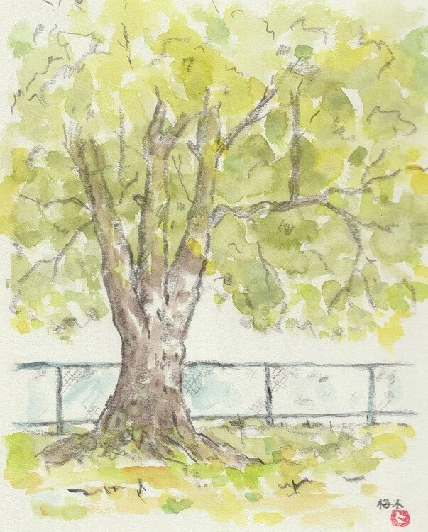 桜木」と「大樹」描きました｜水彩スケッチ帖