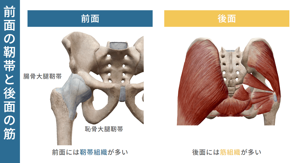 股関節の4つの可動域制限とは｜理学療法メモ