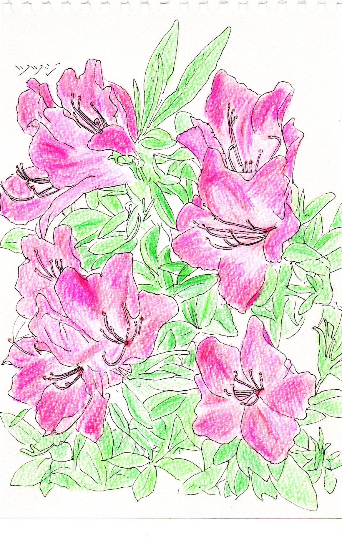 ツツジのスケッチに行きました｜つる@ピアノ作曲家（おやすみ中）