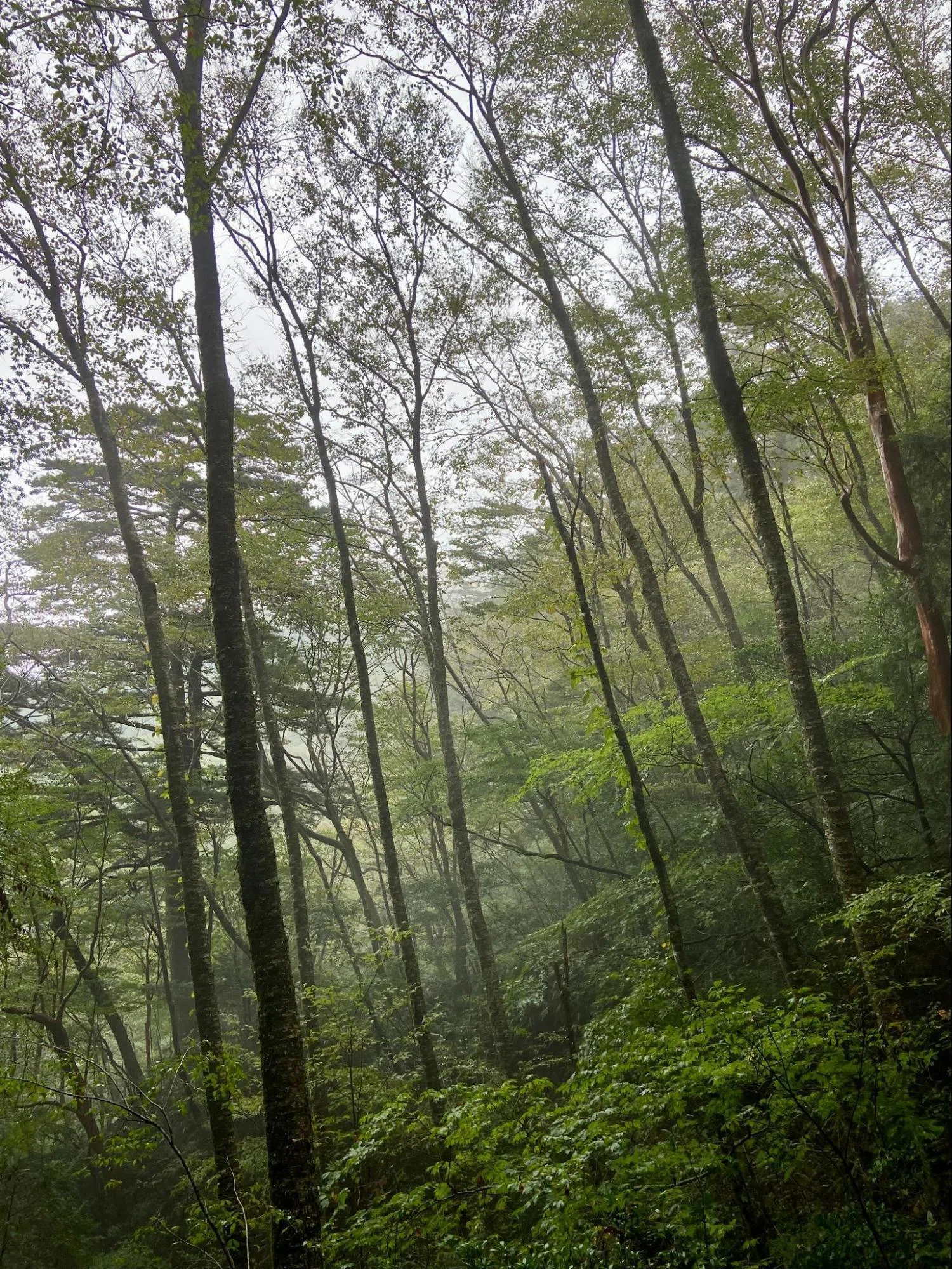 清流には、森が溶けている ～四万十川の森紀行～ その②｜日本花卉文化
