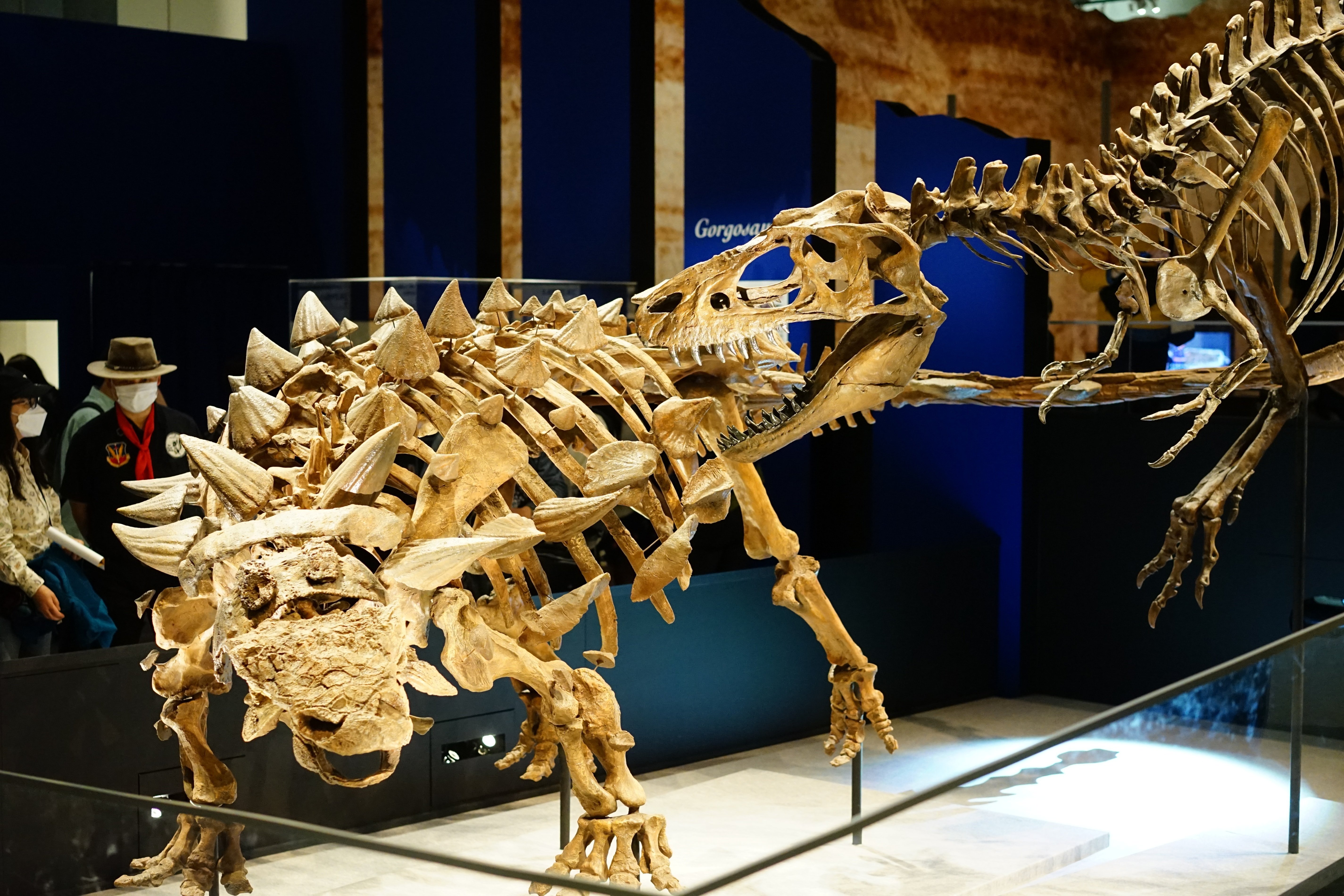 展覧会レビュー:国立科学博物館「特別展