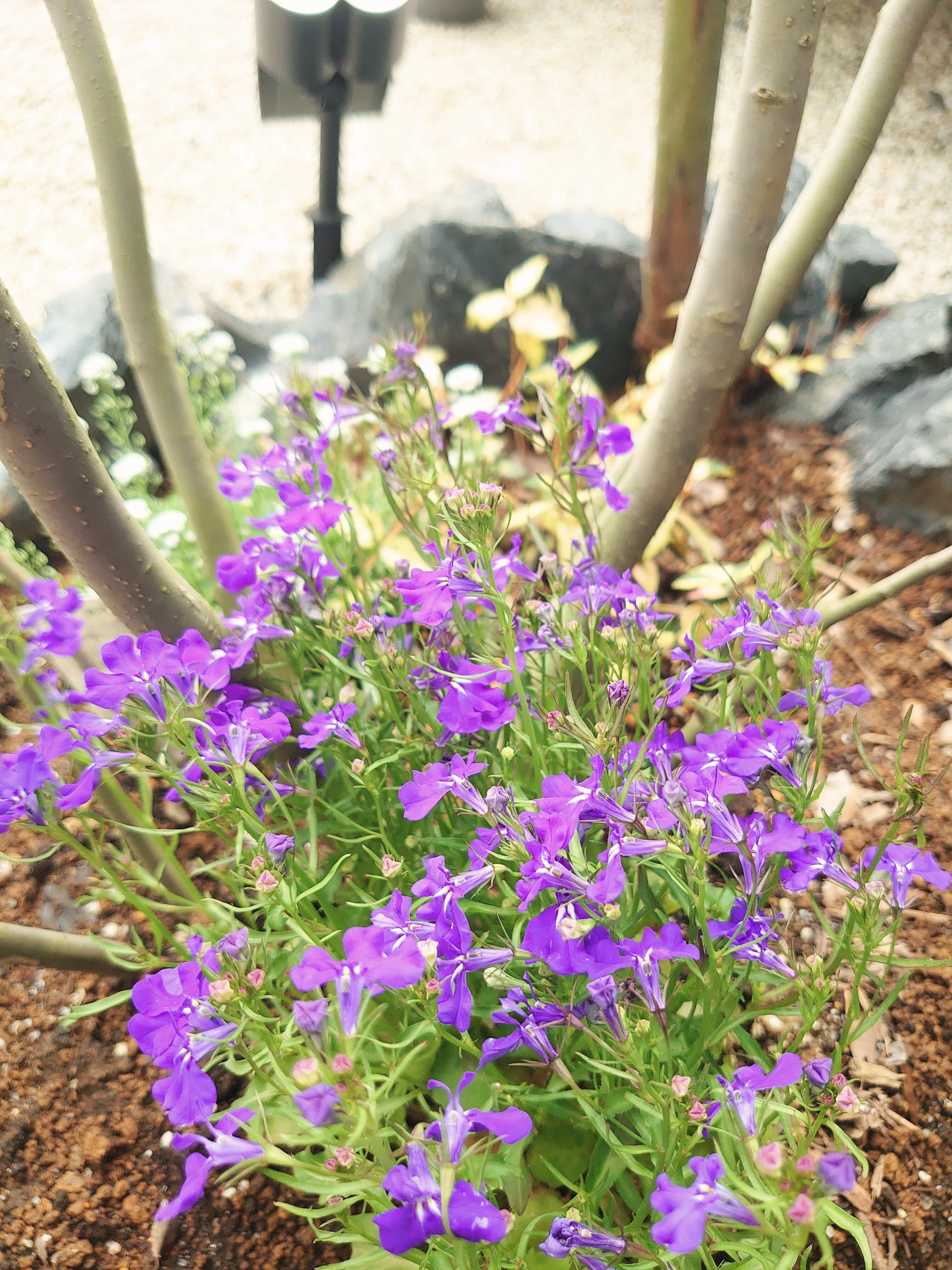 ラナンキュラス、鉢植えからドライフラワーへ。春の芽吹きと快晴と