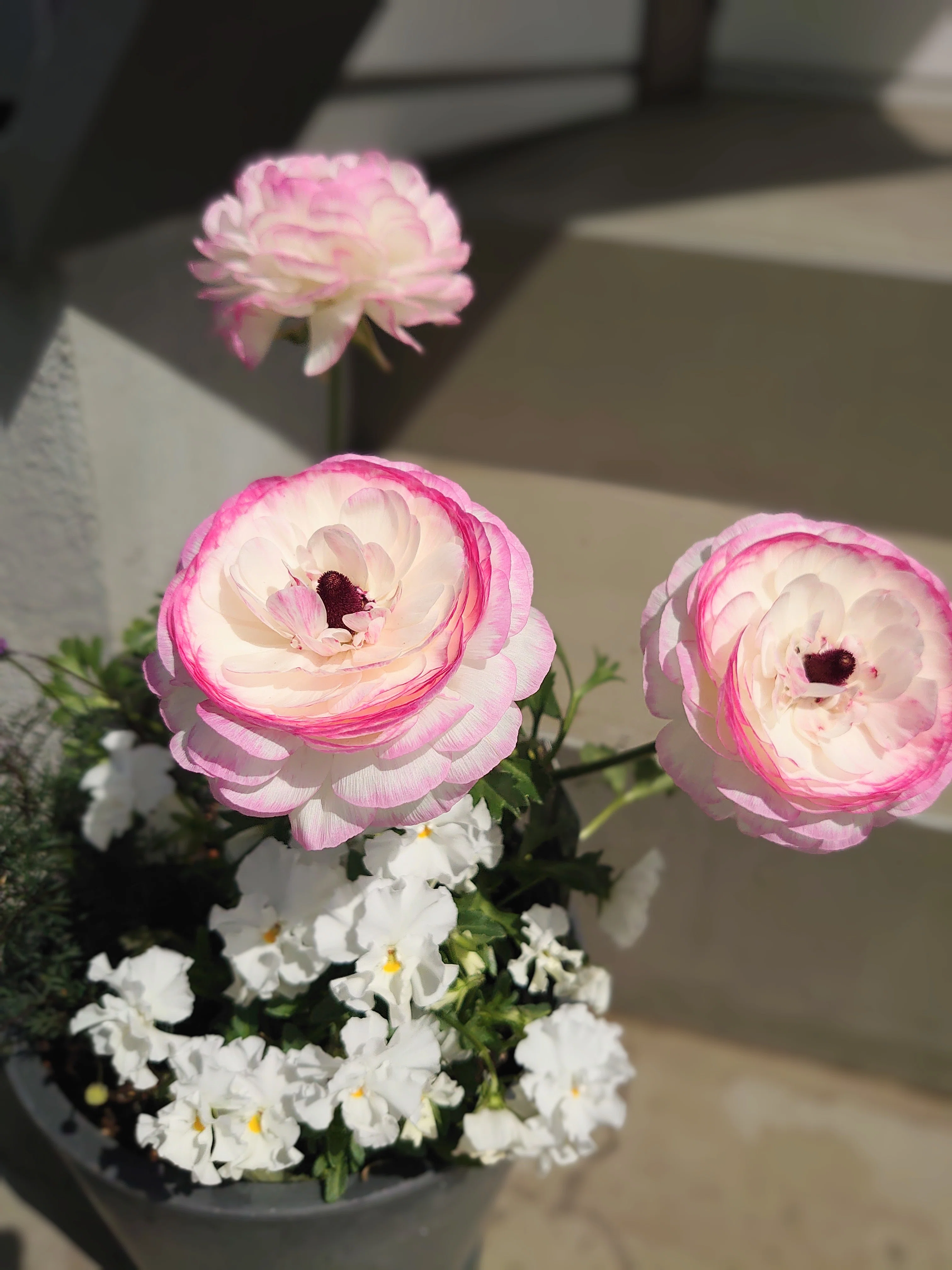 ラナンキュラス、鉢植えからドライフラワーへ。春の芽吹きと快晴と