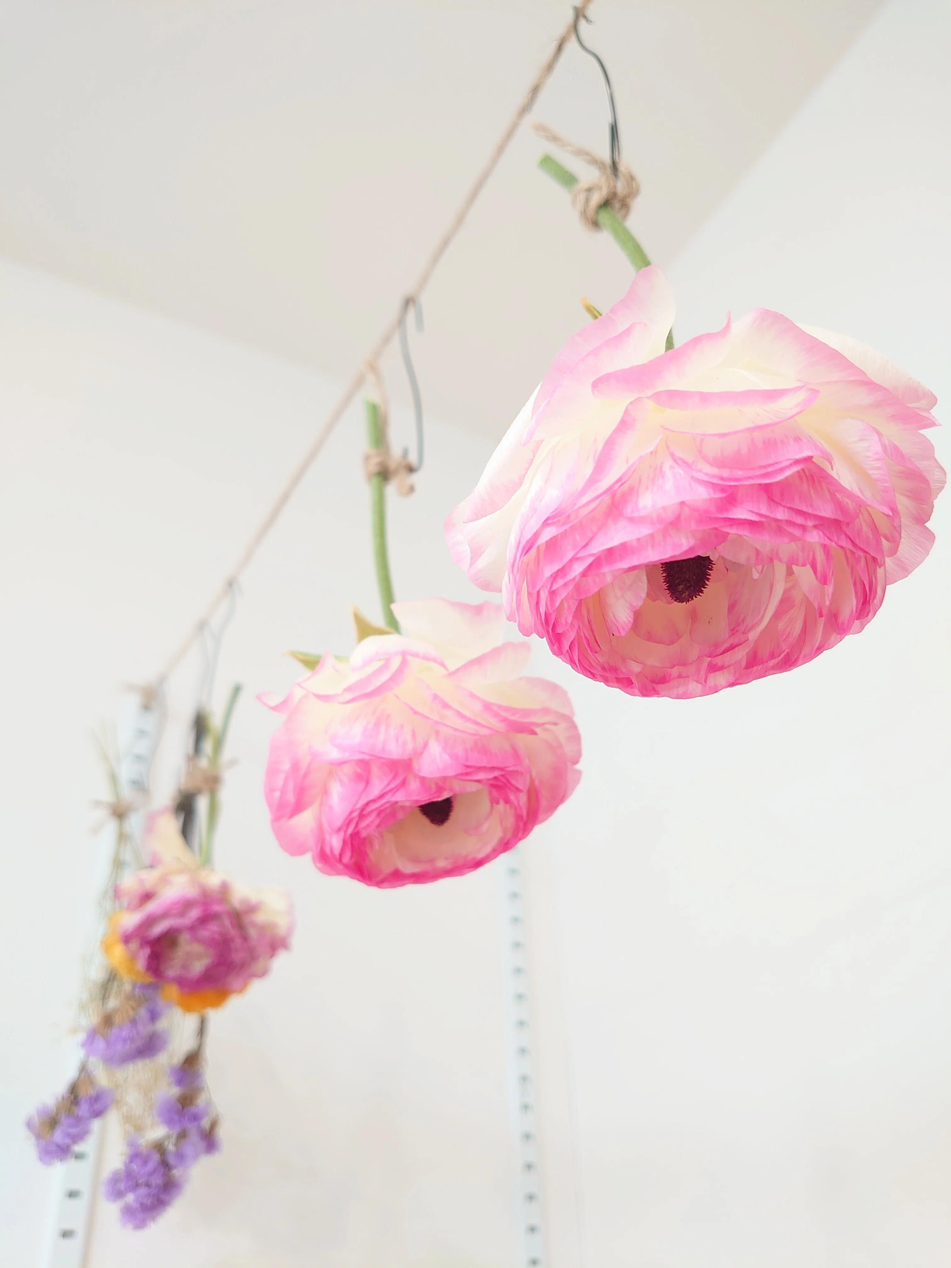 ラナンキュラス、鉢植えからドライフラワーへ。春の芽吹きと快晴と