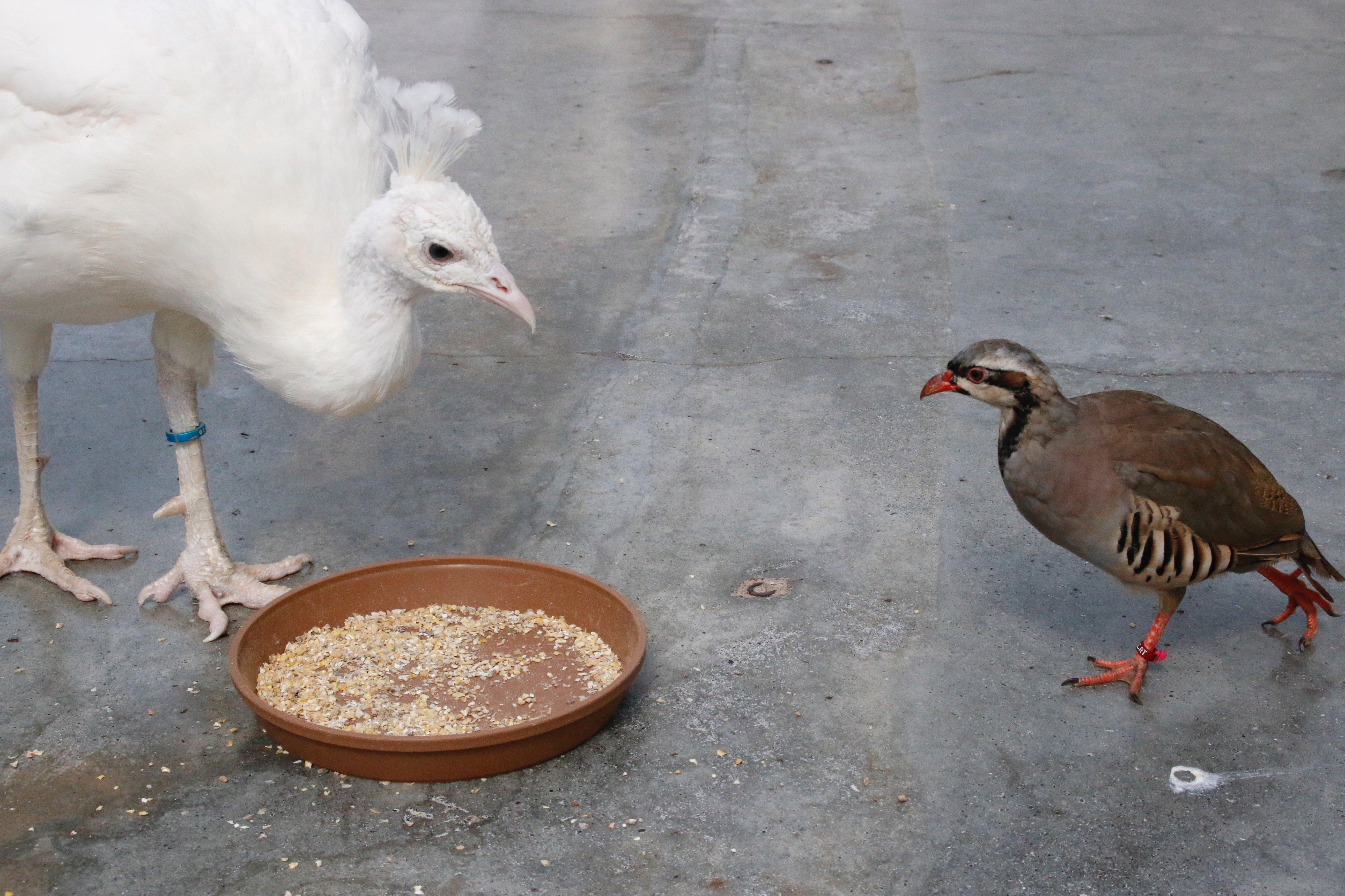 掛川花鳥園スタッフのゆるゆる自由研究 【イワシャコの孵化と