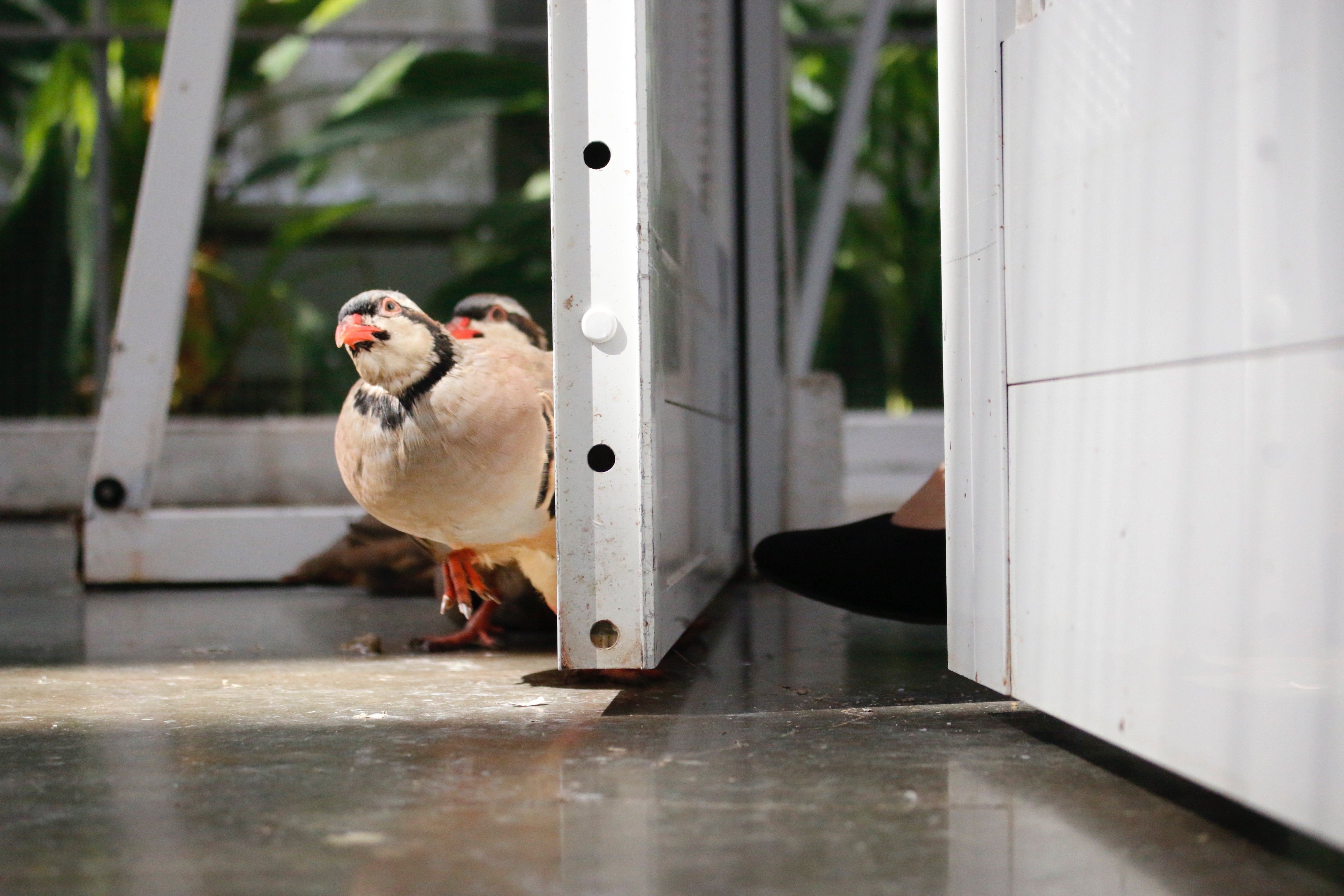 掛川花鳥園スタッフのゆるゆる自由研究 【イワシャコの孵化と