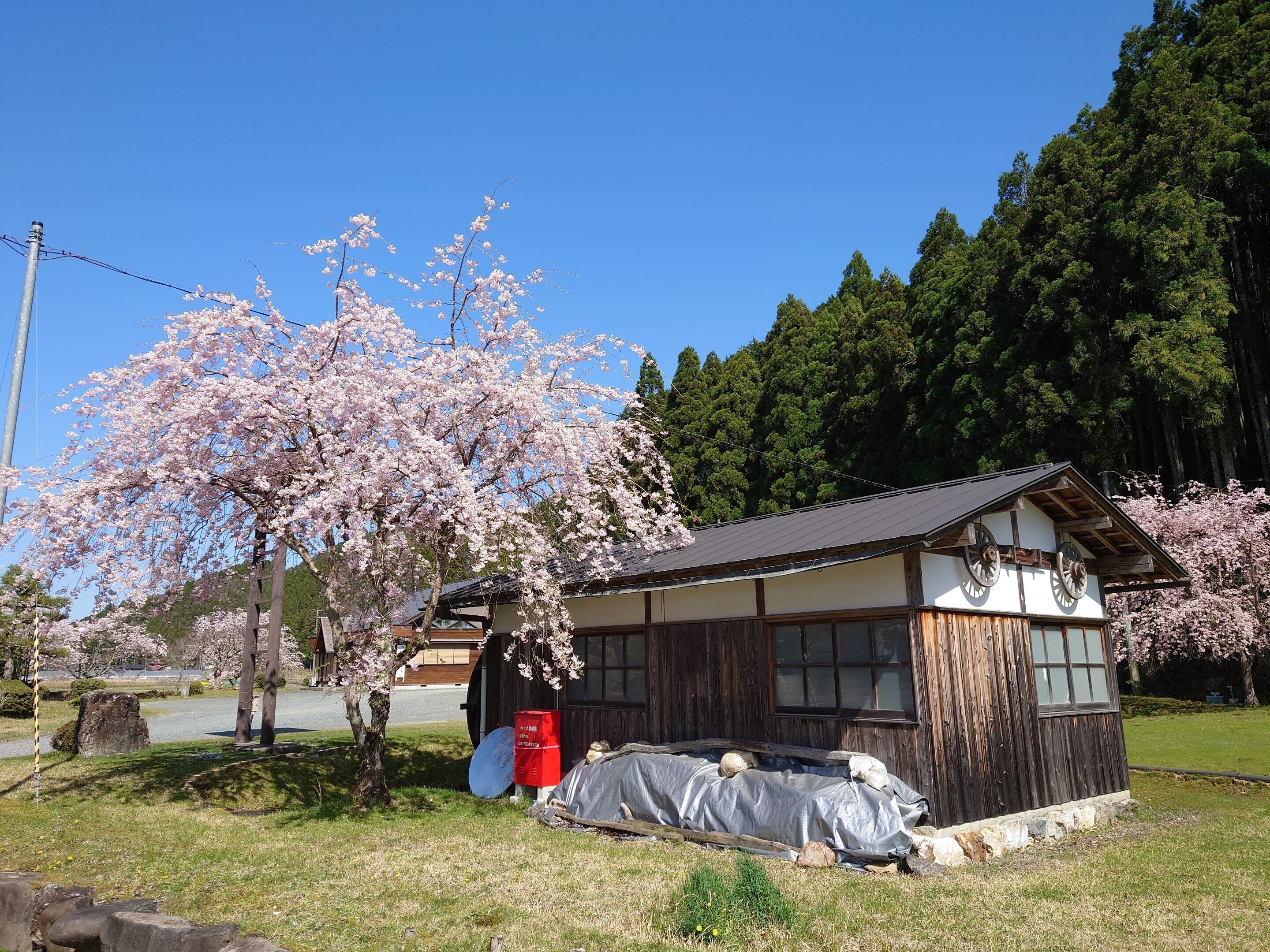 京北 大堰川2021年4月7日【桜】|レタス 京北 大堰川2021年4月7日【桜】|レタス