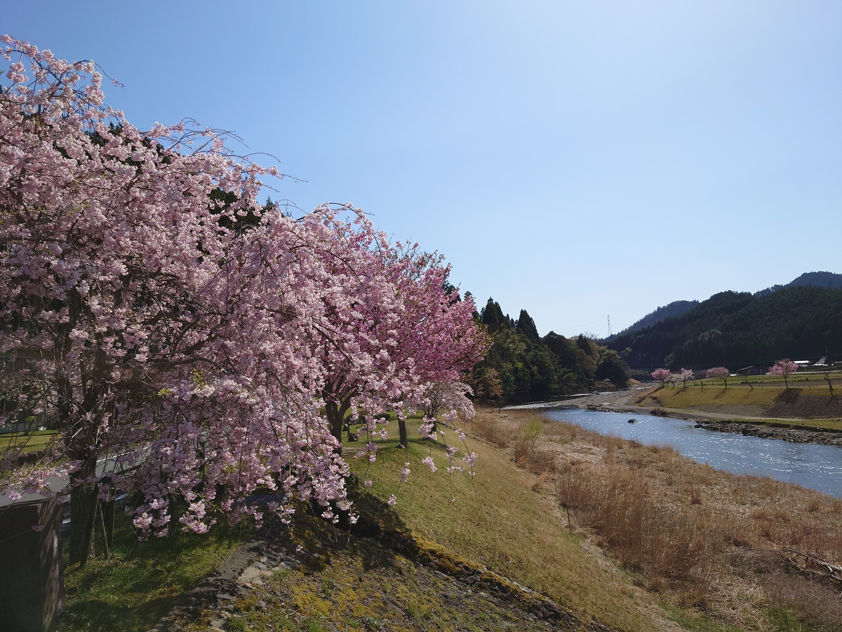 京北 大堰川2021年4月7日【桜】｜レタス